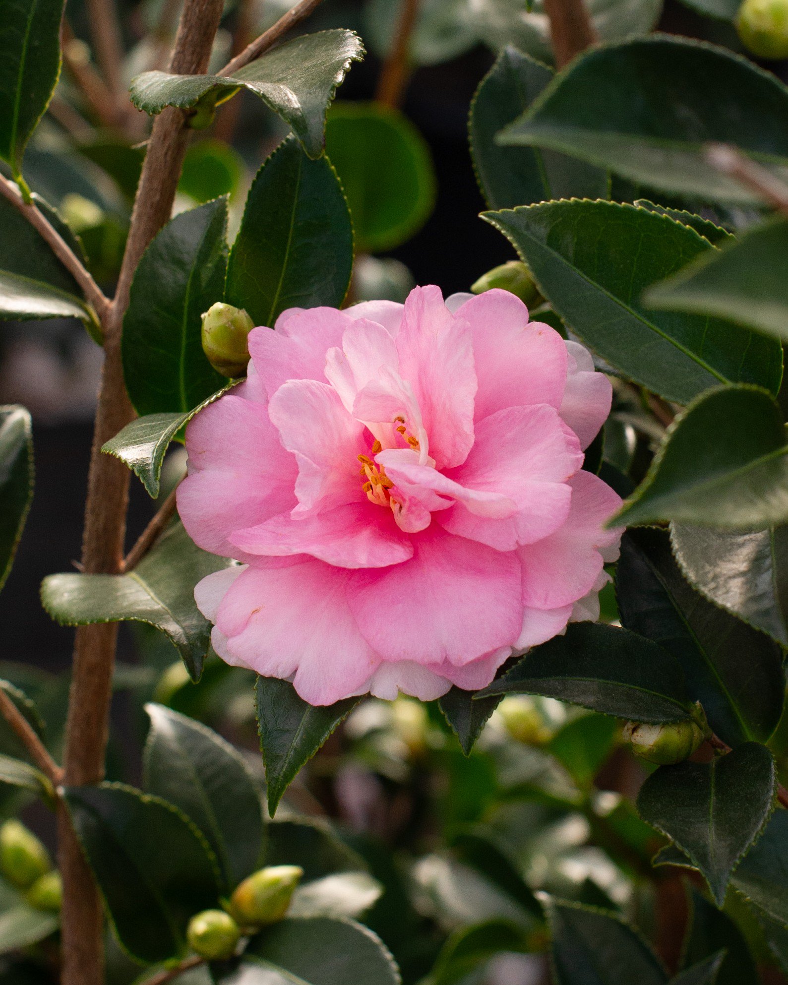 Dream Weaver Camellia | Order Online | Treeland Nursery