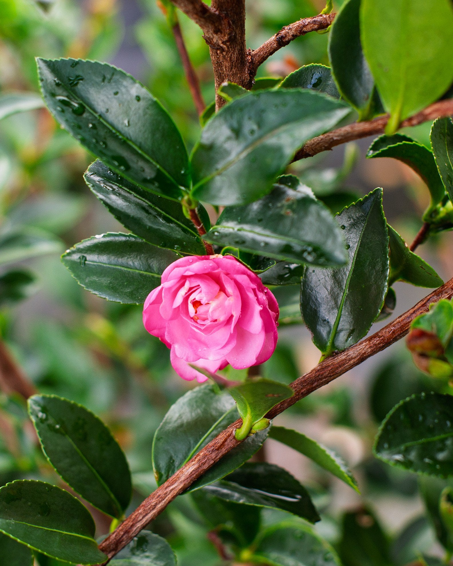 Pink Snow Camellia | Treeland Nursery