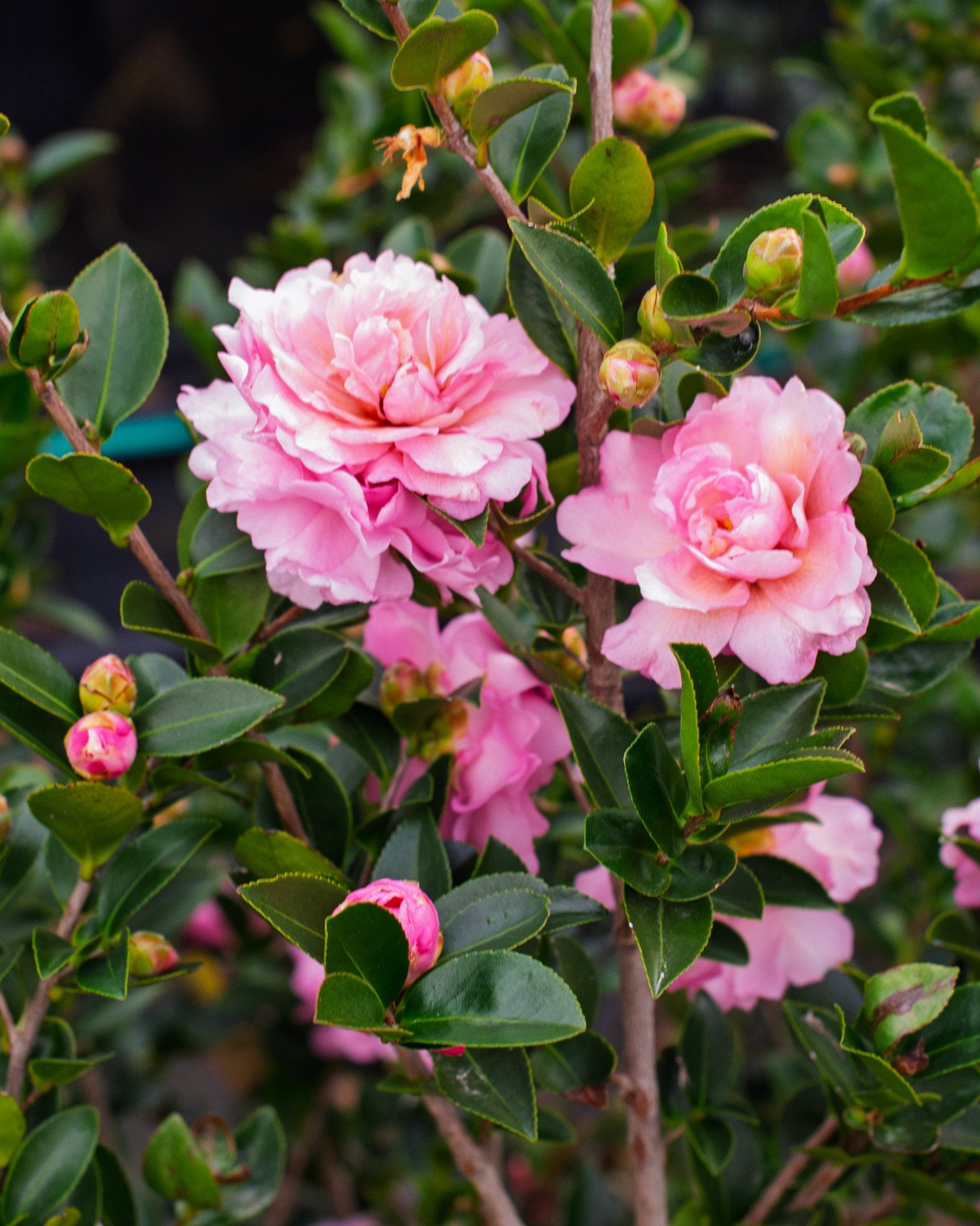 Pink Snow Camellia | Treeland Nursery
