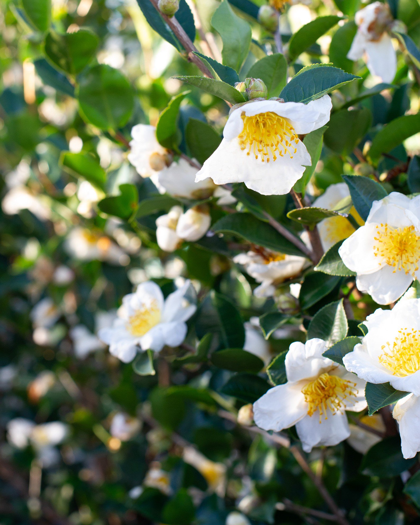 Daydream Believer Camellia | Order Online | Treeland Nursery
