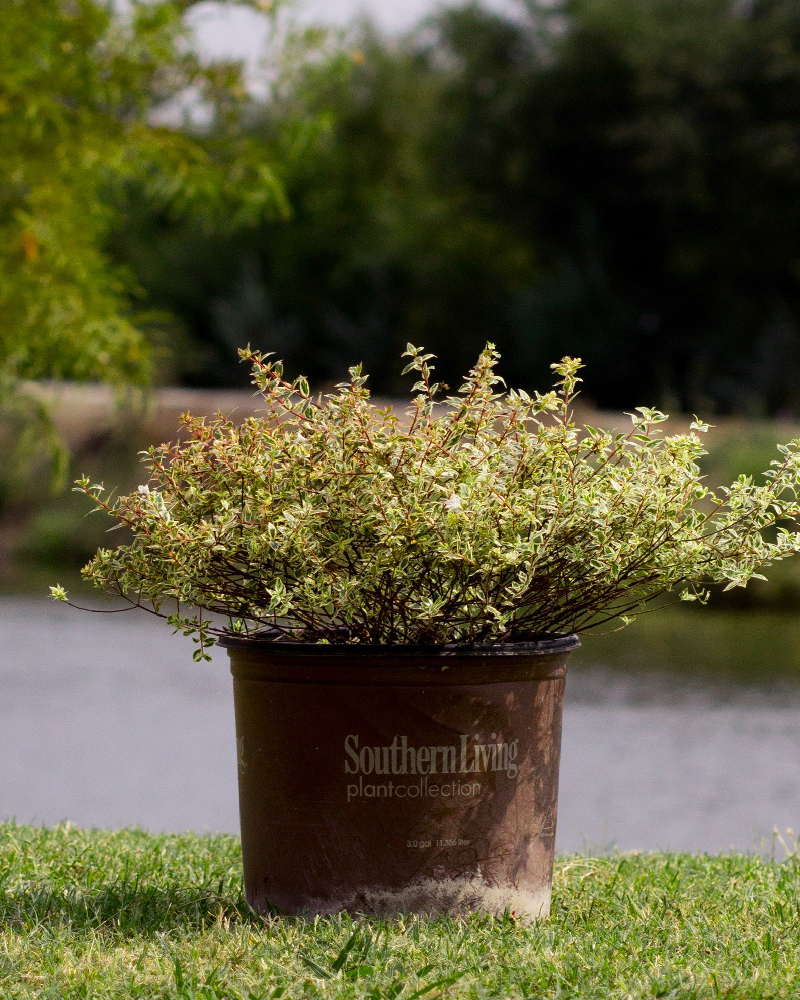 Edward Goucher Abelia | Order Online | Treeland Nursery