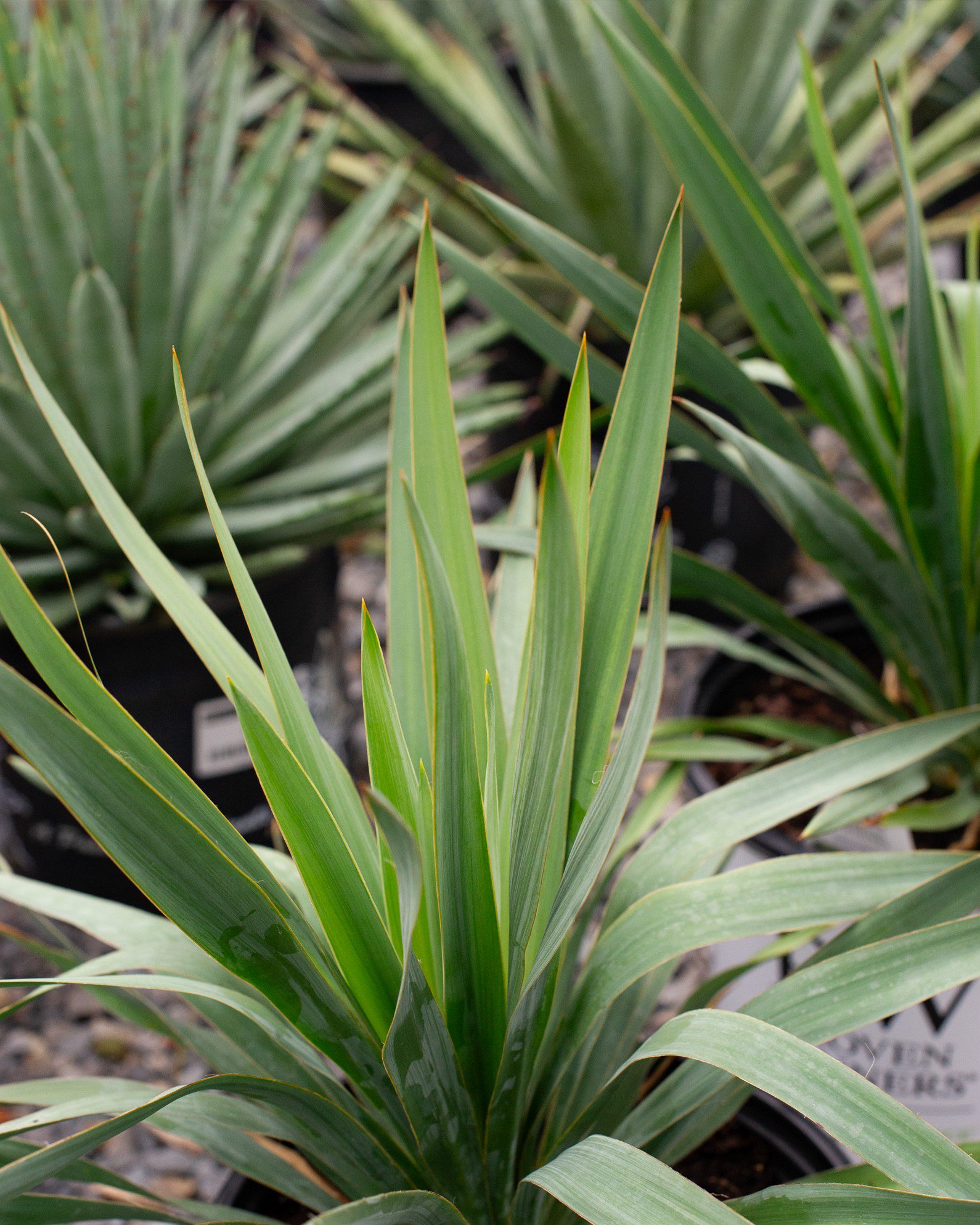 Bright Star Yucca | Order Online | Treeland Nursery