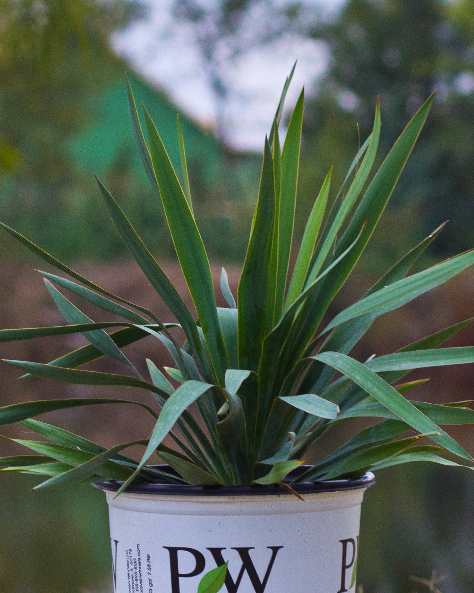 Bright Star Yucca | Order Online | Treeland Nursery