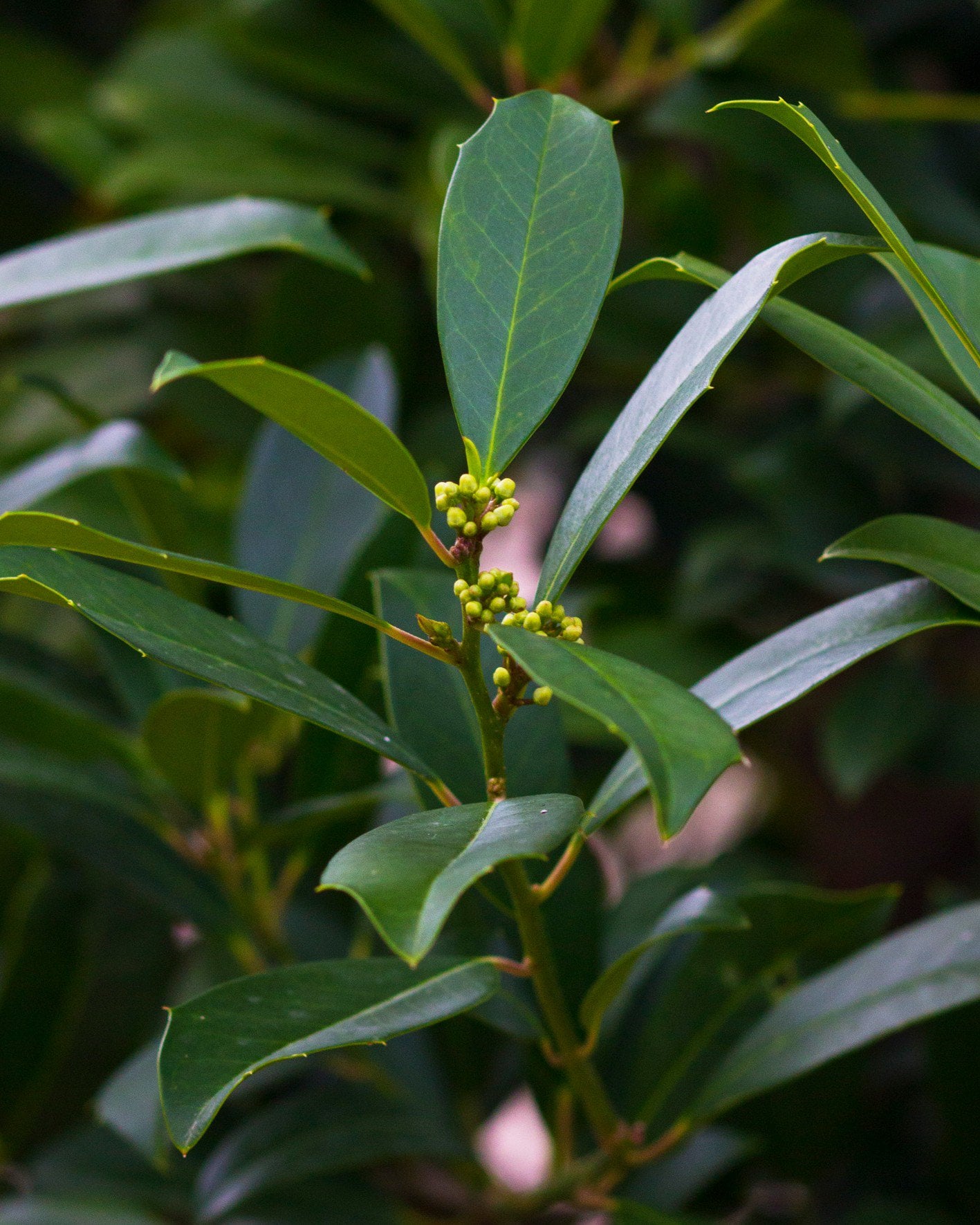Eagleston Holly glossy foliage