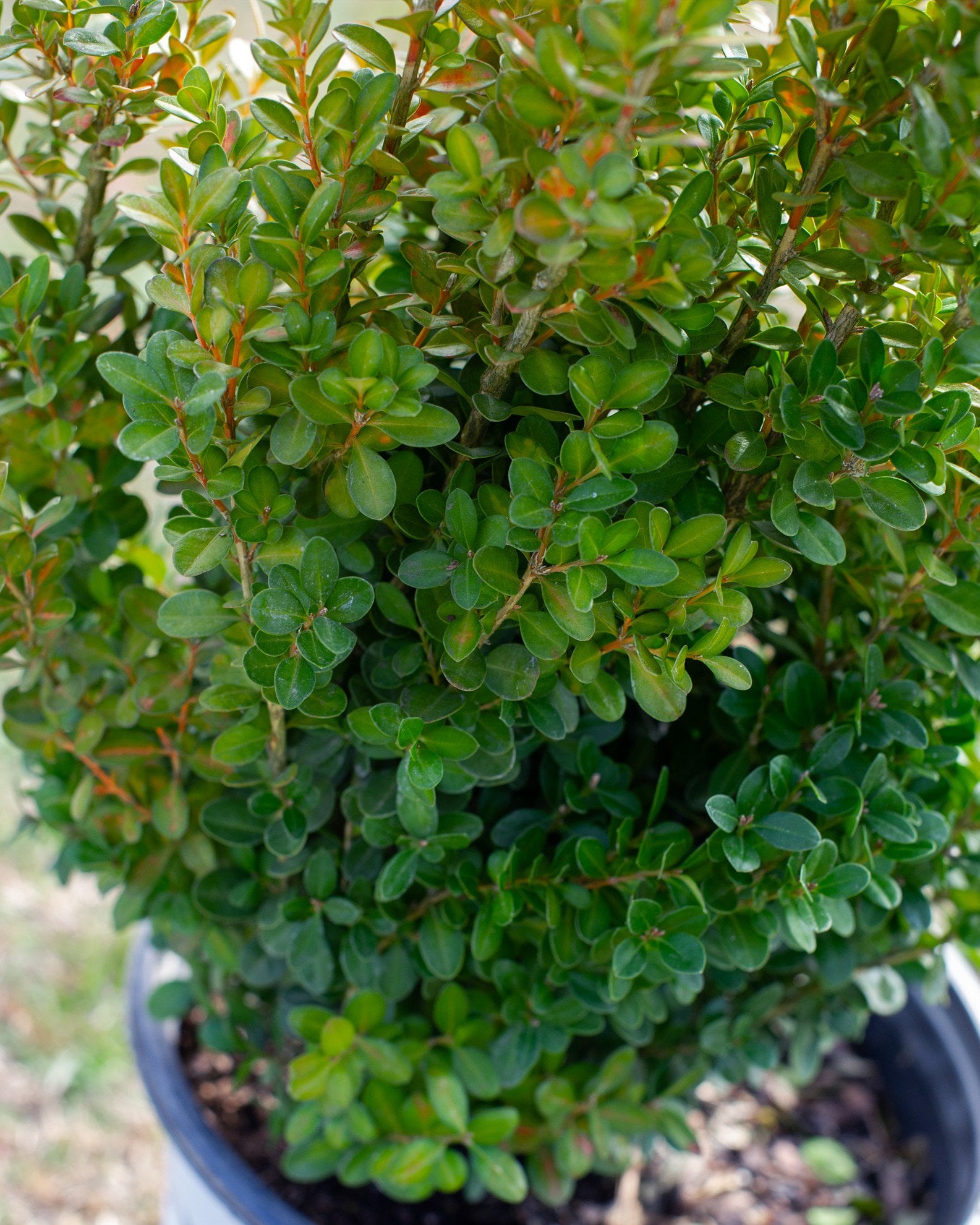 Sprinter Boxwood | Order Online | Treeland Nursery