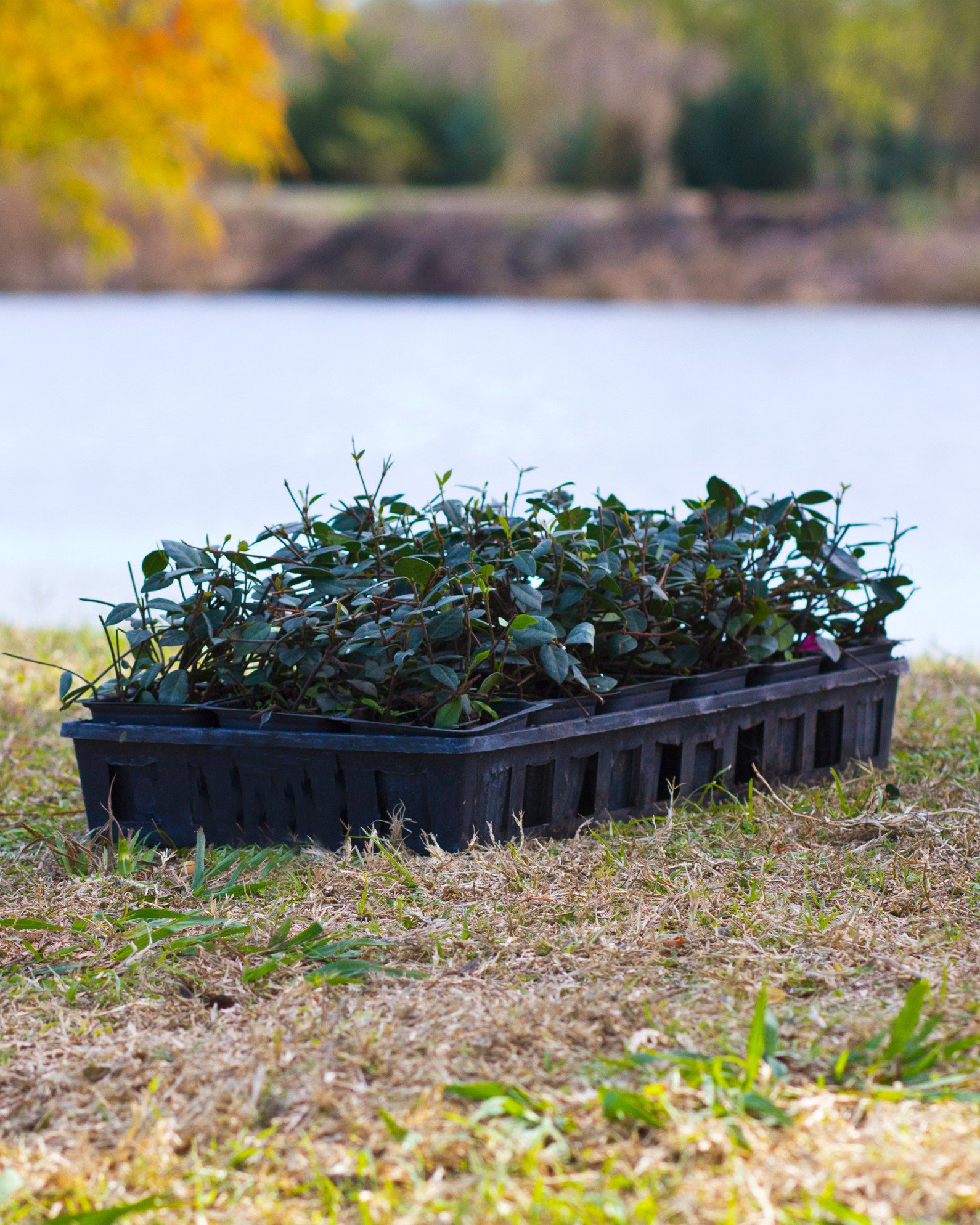 Jasmine _M様　発送用⑤ Asiatic Jasmine | Order Online | Treeland Nursery