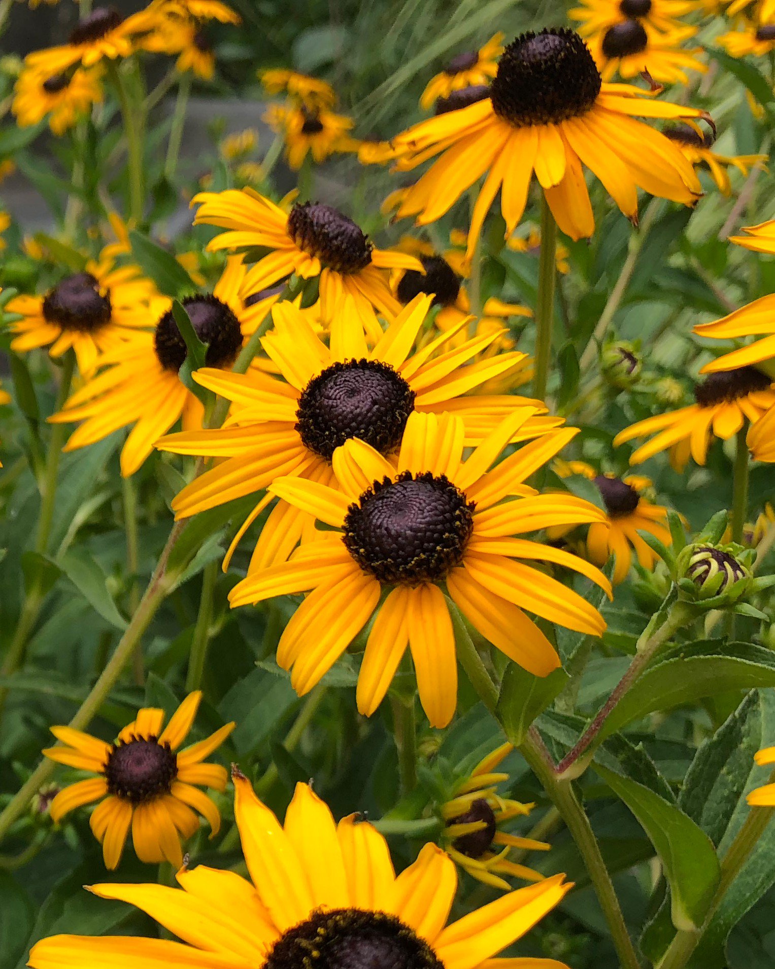 Black-eyed Susan 'Little Suzy' (Rudbeckia) | Order Online