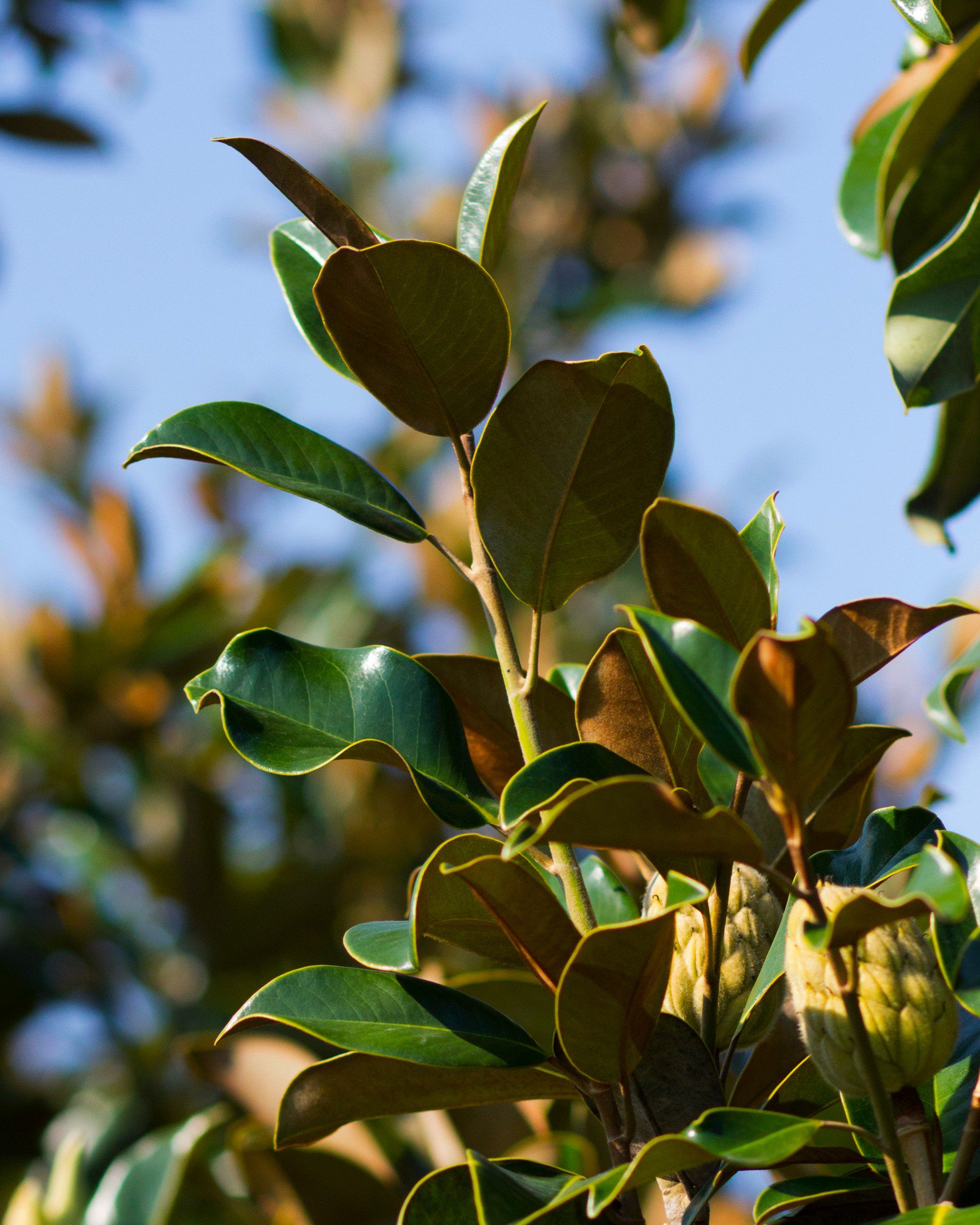 Claudia Wannamaker Magnolia | Order Online | Treeland Nursery