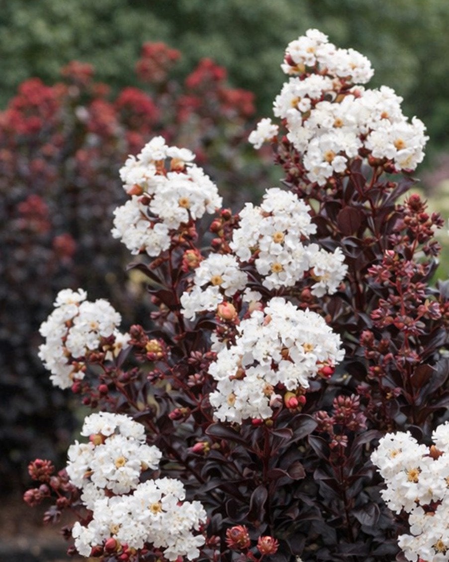 Coconut Sorbet Crape Myrtle Single Trunk | Treeland Nursery