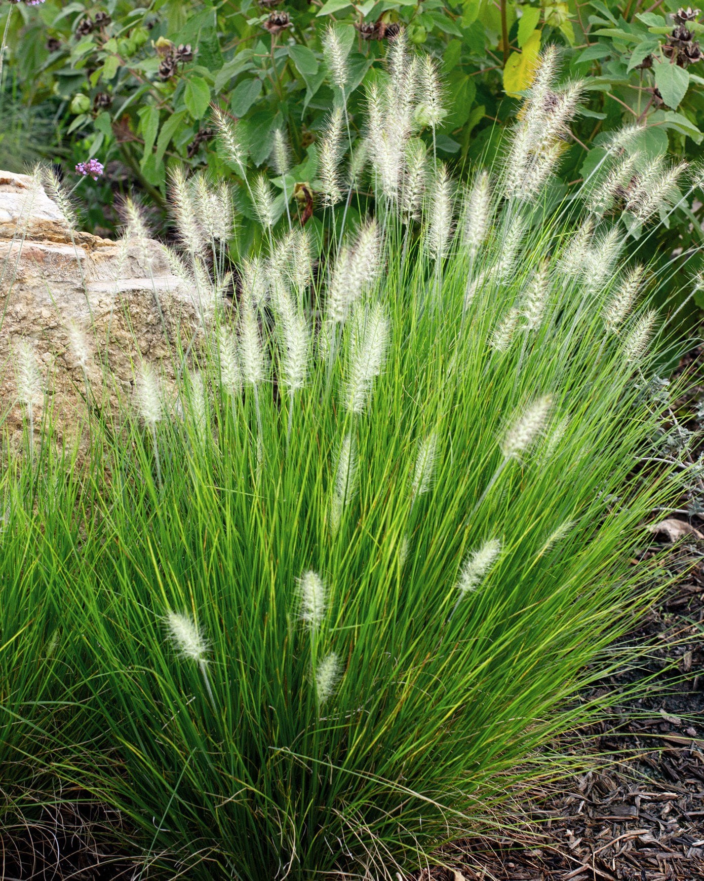 Dwarf Little Bunny Fountain Grass | Order Online | Treeland Nursery