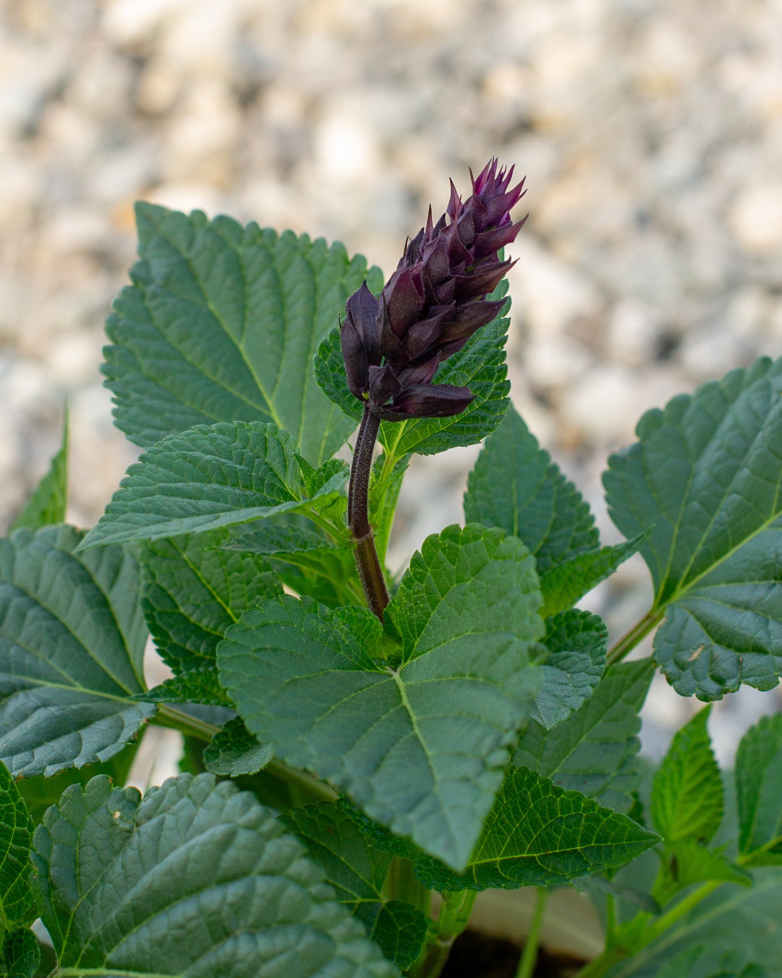 Rockin' Deep Purple Salvia | Order Online | Treeland Nursery