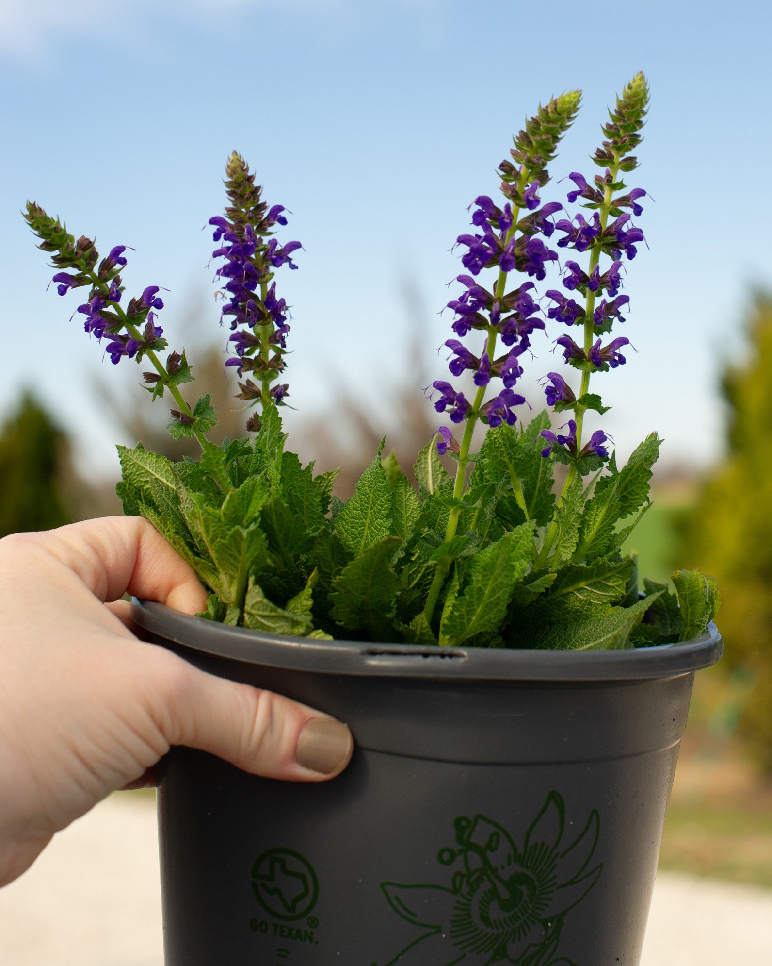 April Night Salvia | Treeland Nursery