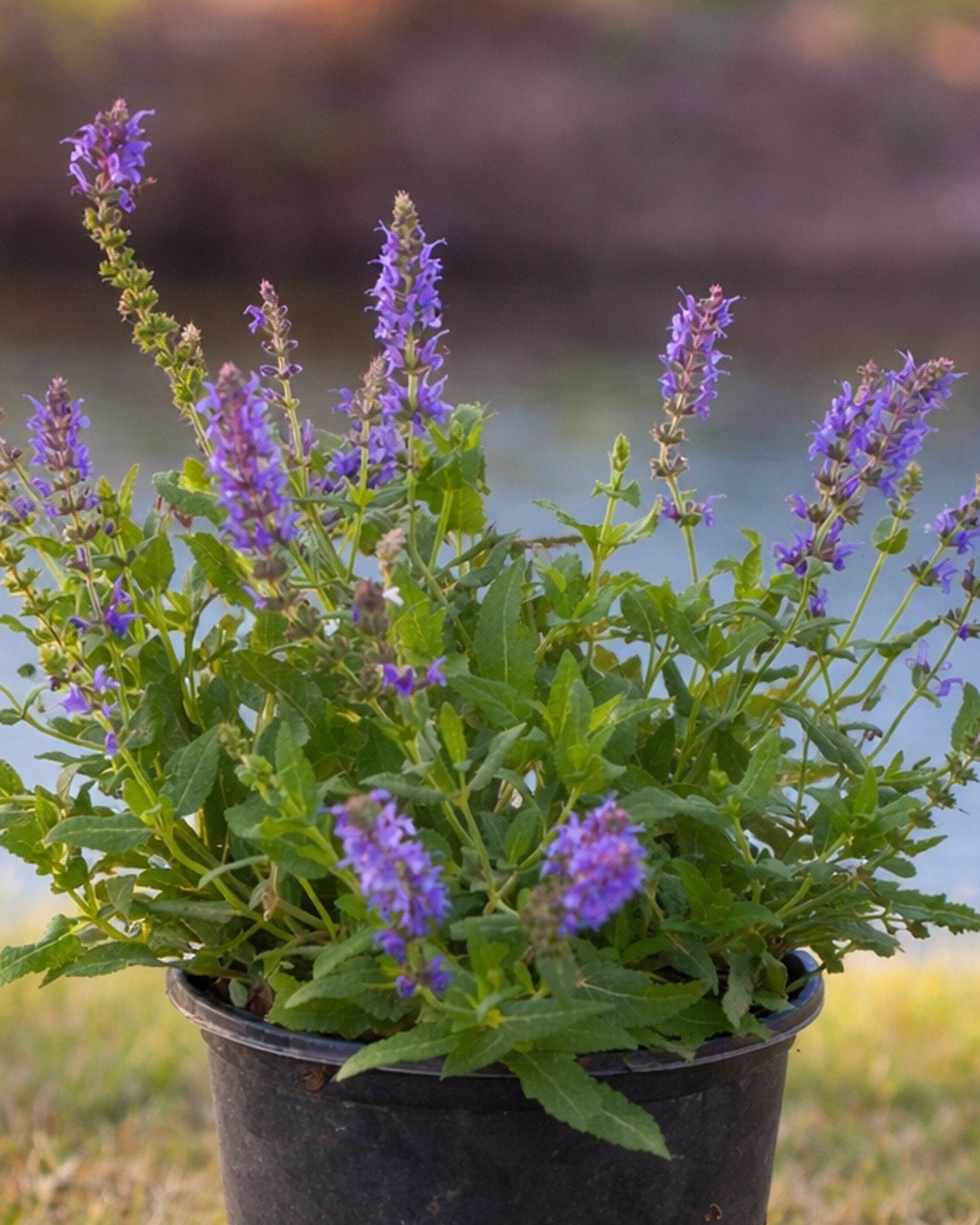 1771539192576-blue-hill-salvia