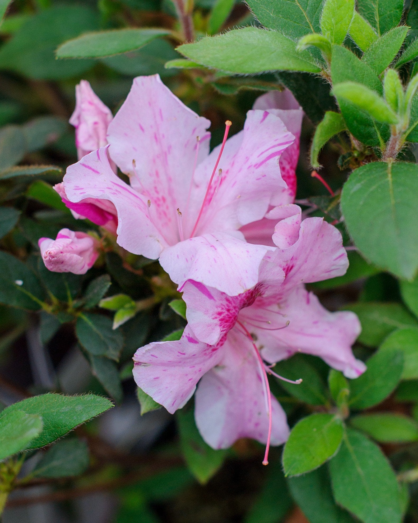 Autumn Sunset Encore Azalea | Order Online | Treeland Nursery