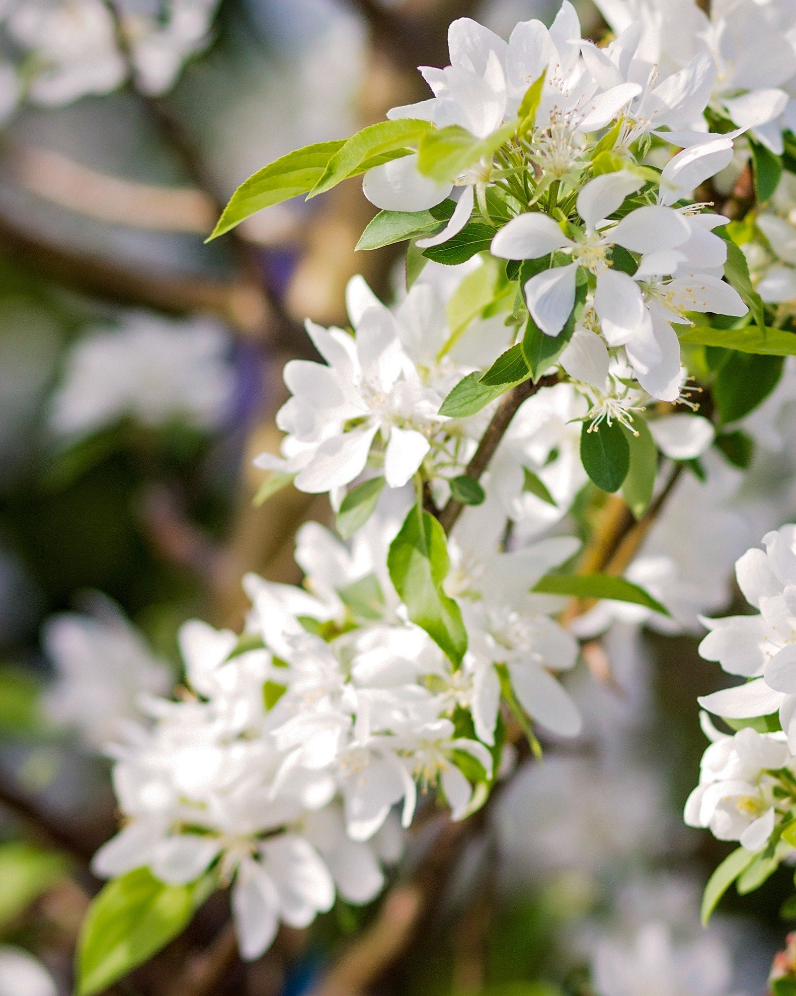 Spring Snow Crabapple | Order Online | Treeland Nursery