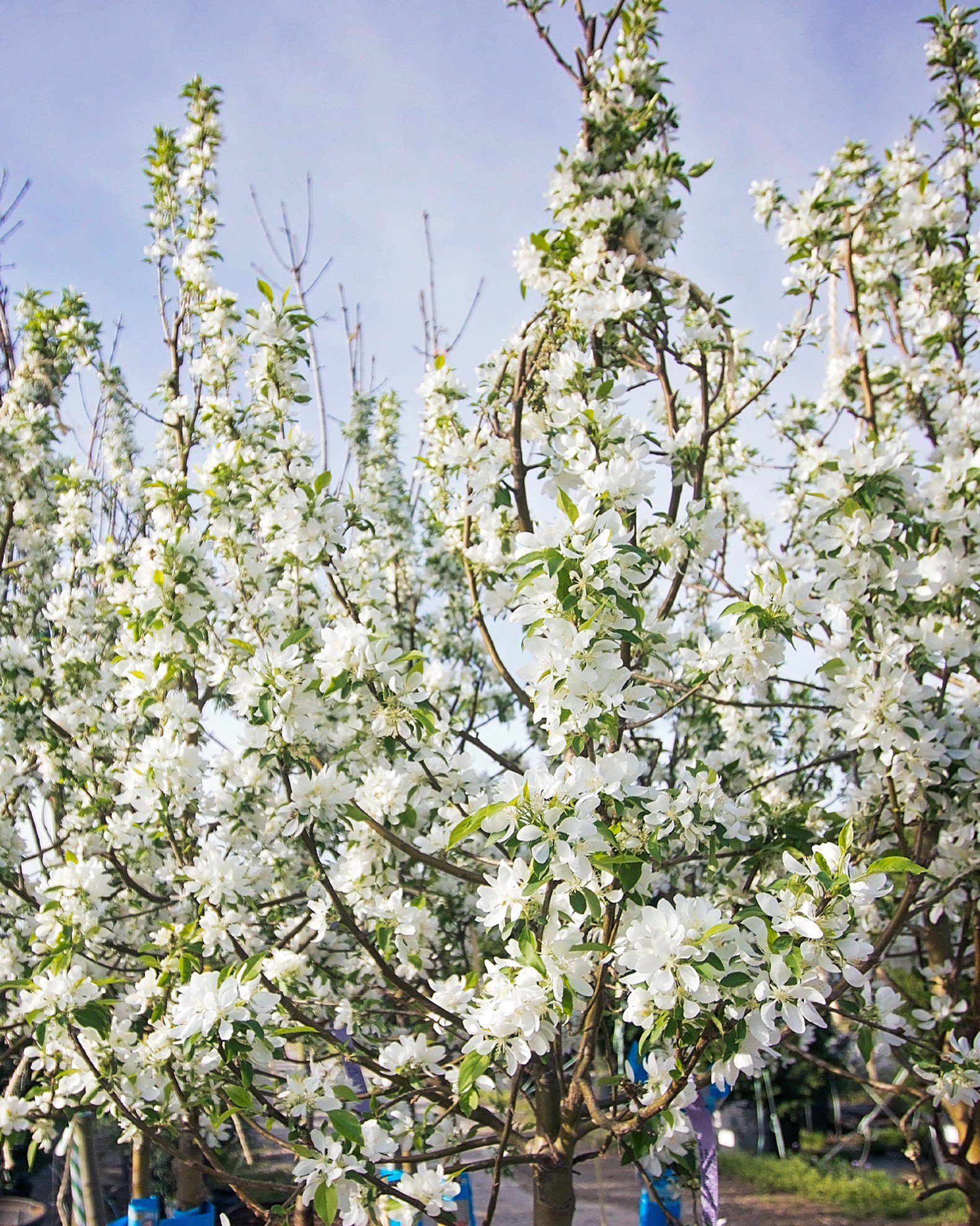 Spring Snow Crabapple | Order Online | Treeland Nursery