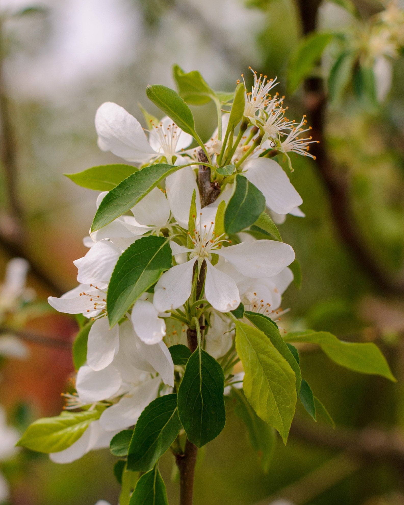Spring Snow Crabapple | Order Online | Treeland Nursery