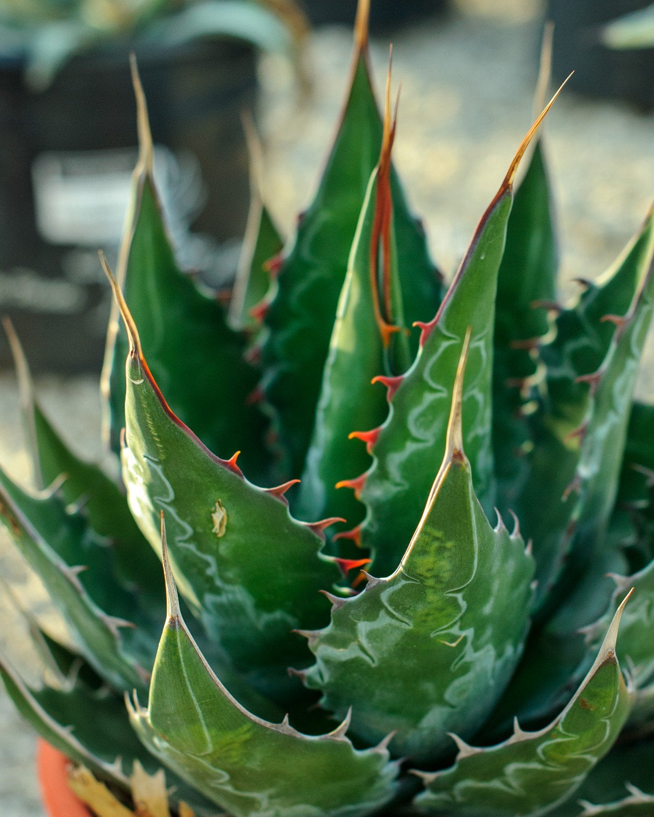 Green Goblet Agave | Order Online | Treeland Nursery