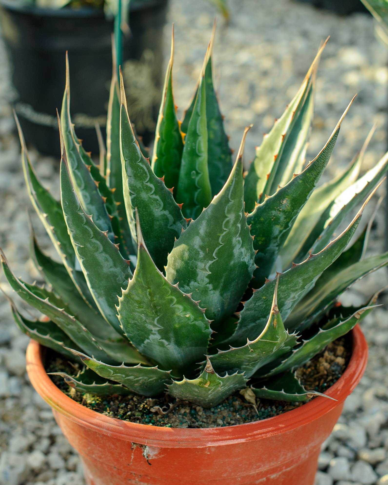 農園直送】AGAVE アガベ モンタナ Agave montana 美短太葉強棘優良株