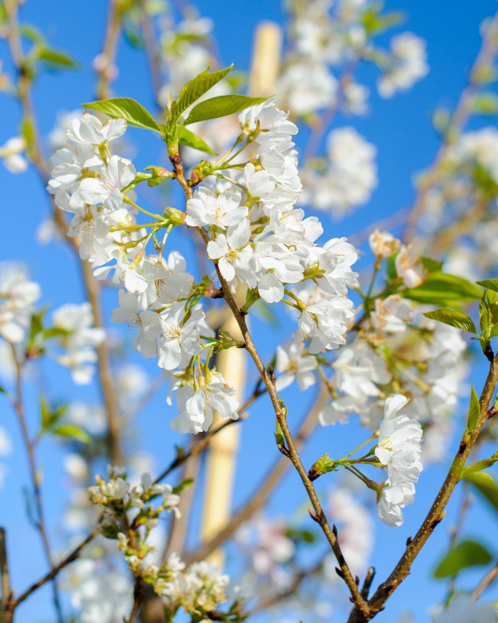 Yoshino Cherry | Order Online | Treeland Nursery Yoshino Cherry | Order Online | Treeland Nursery