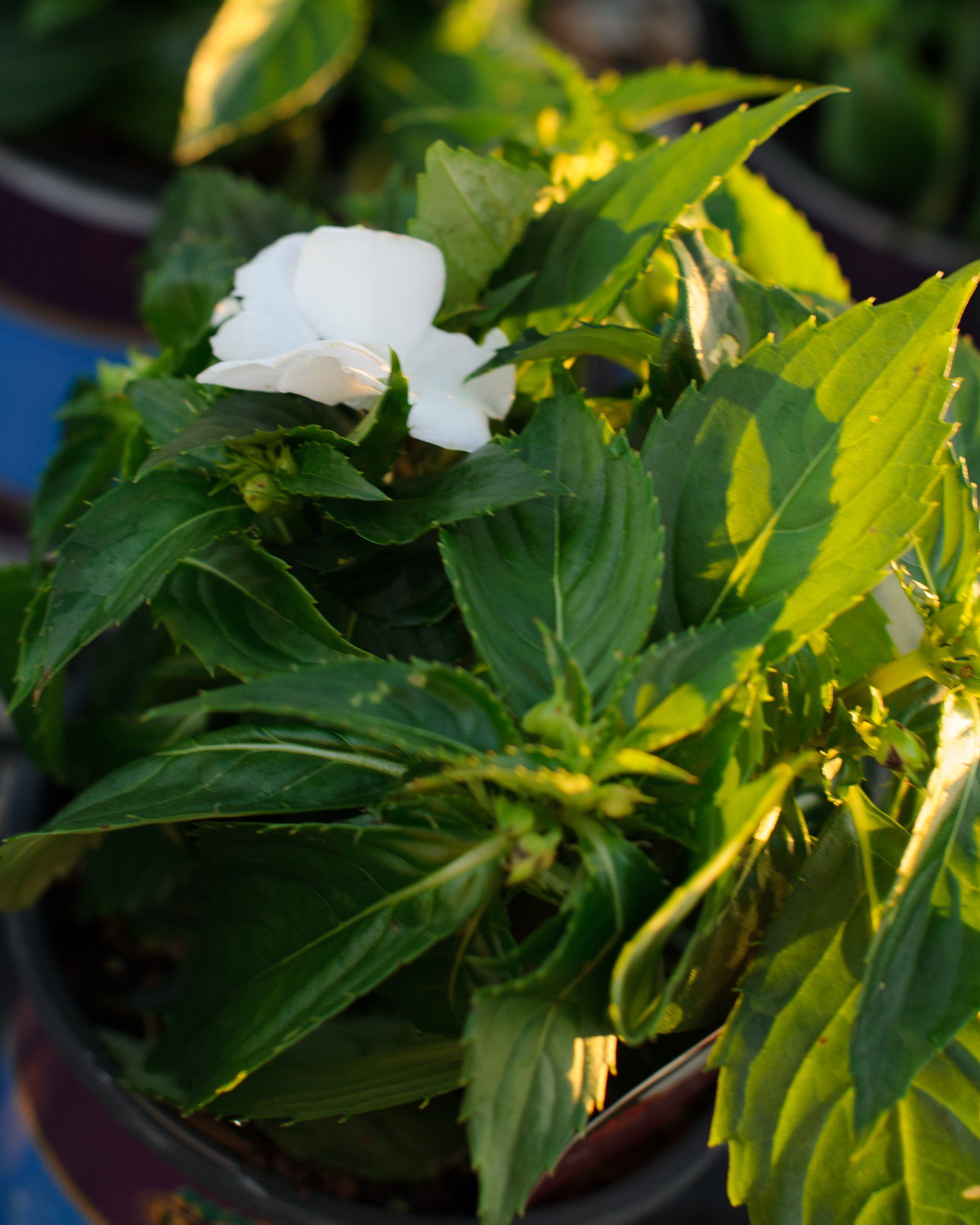 Sunpatiens Compact White Impatiens | Order Online | Treeland Nursery