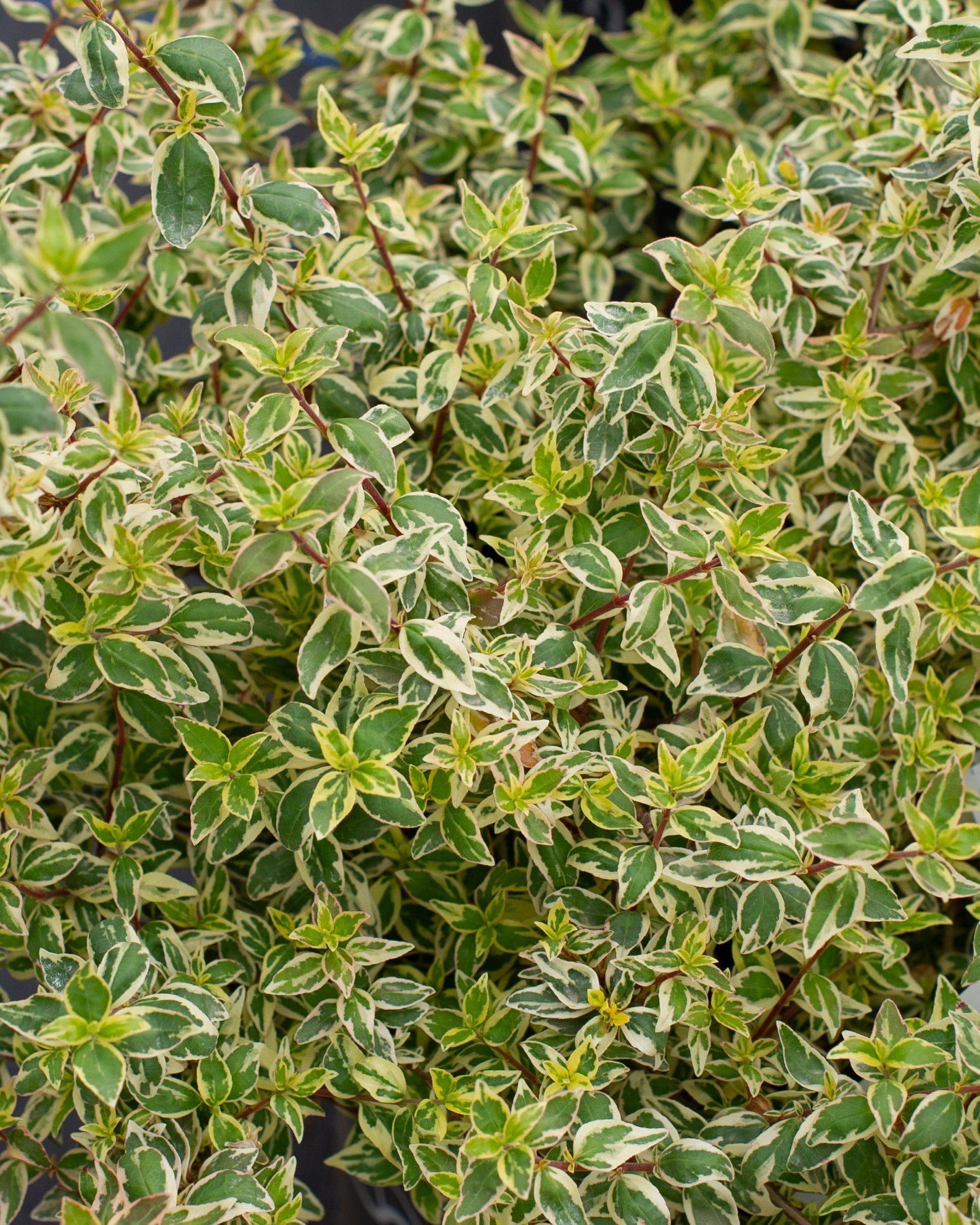 Twist of Vanilla Abelia | Order Online | Treeland Nursery