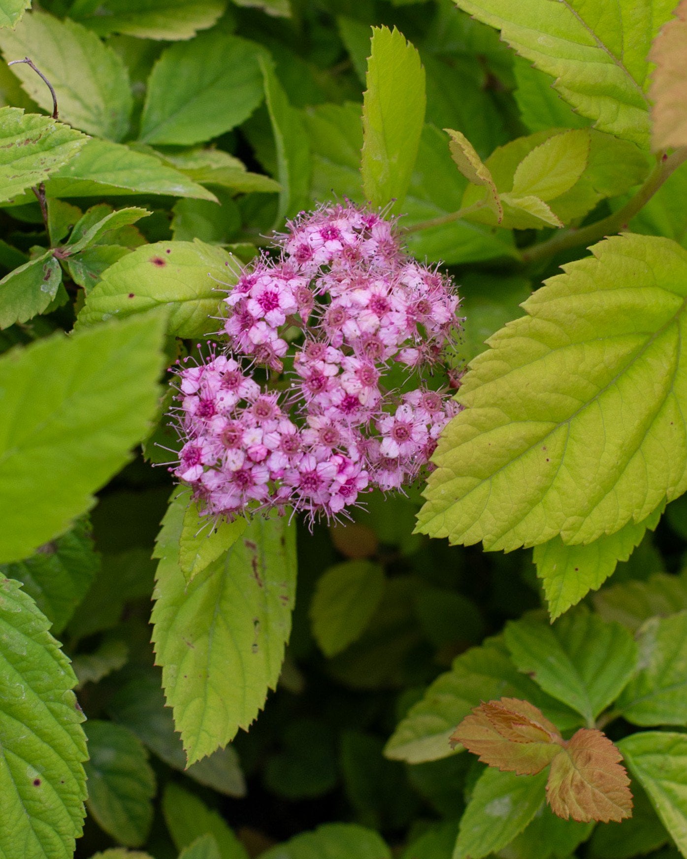 Double Play Big Bang Spirea | Order Online | Treeland Nursery