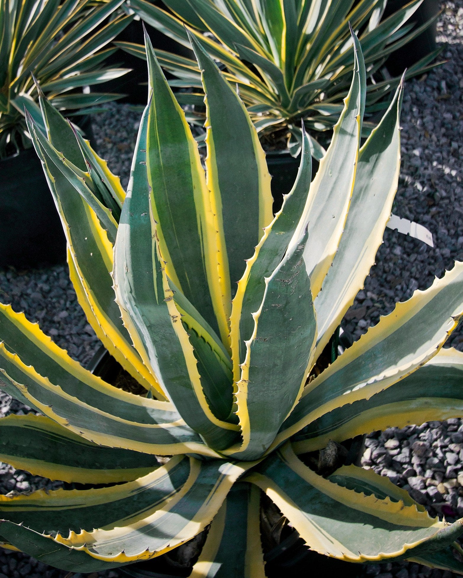 Sharkskin Agave | Order Online | Treeland Nursery