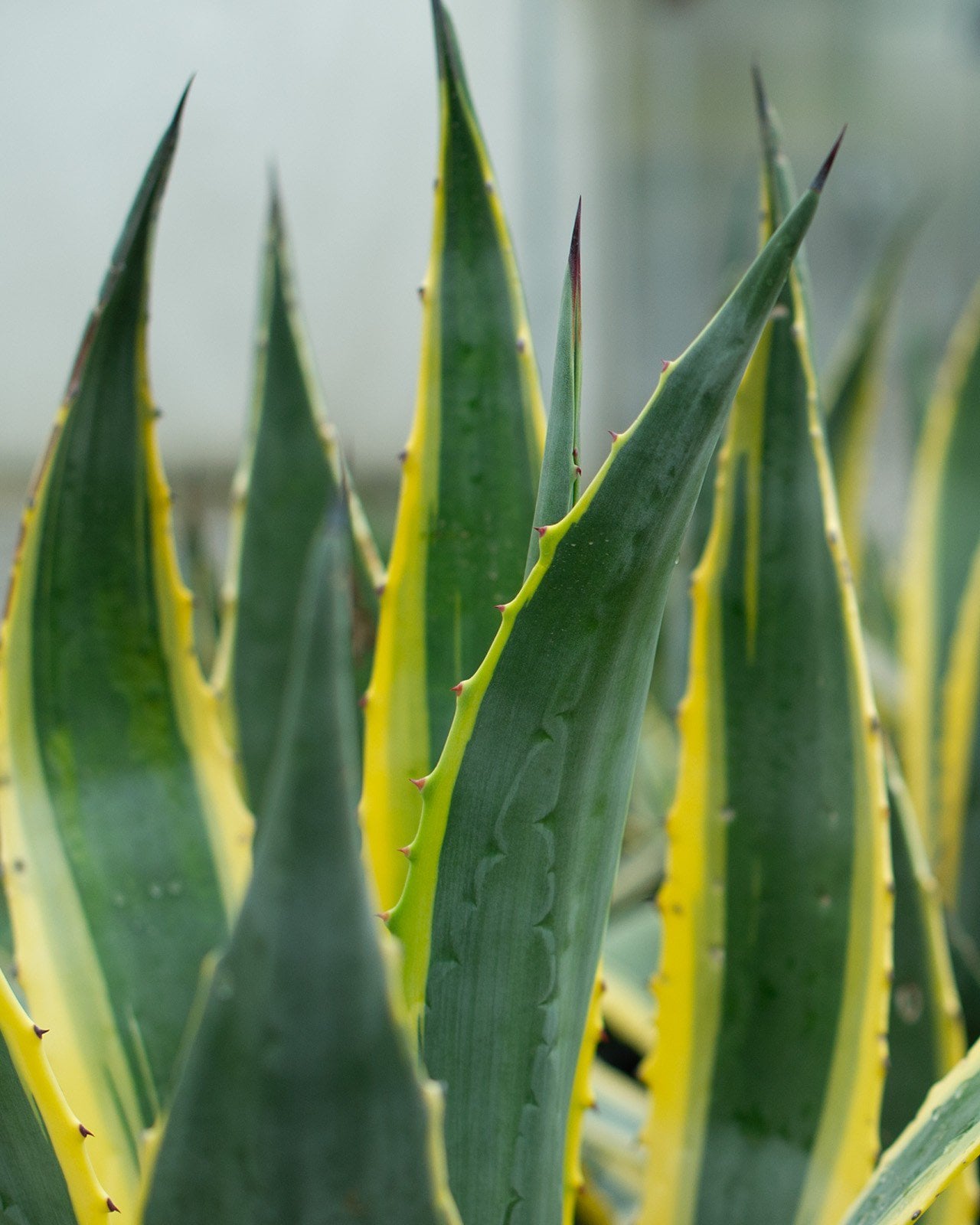 Whale's Tongue Agave 'Frosty Blue' | Order Online | Treeland Nursery