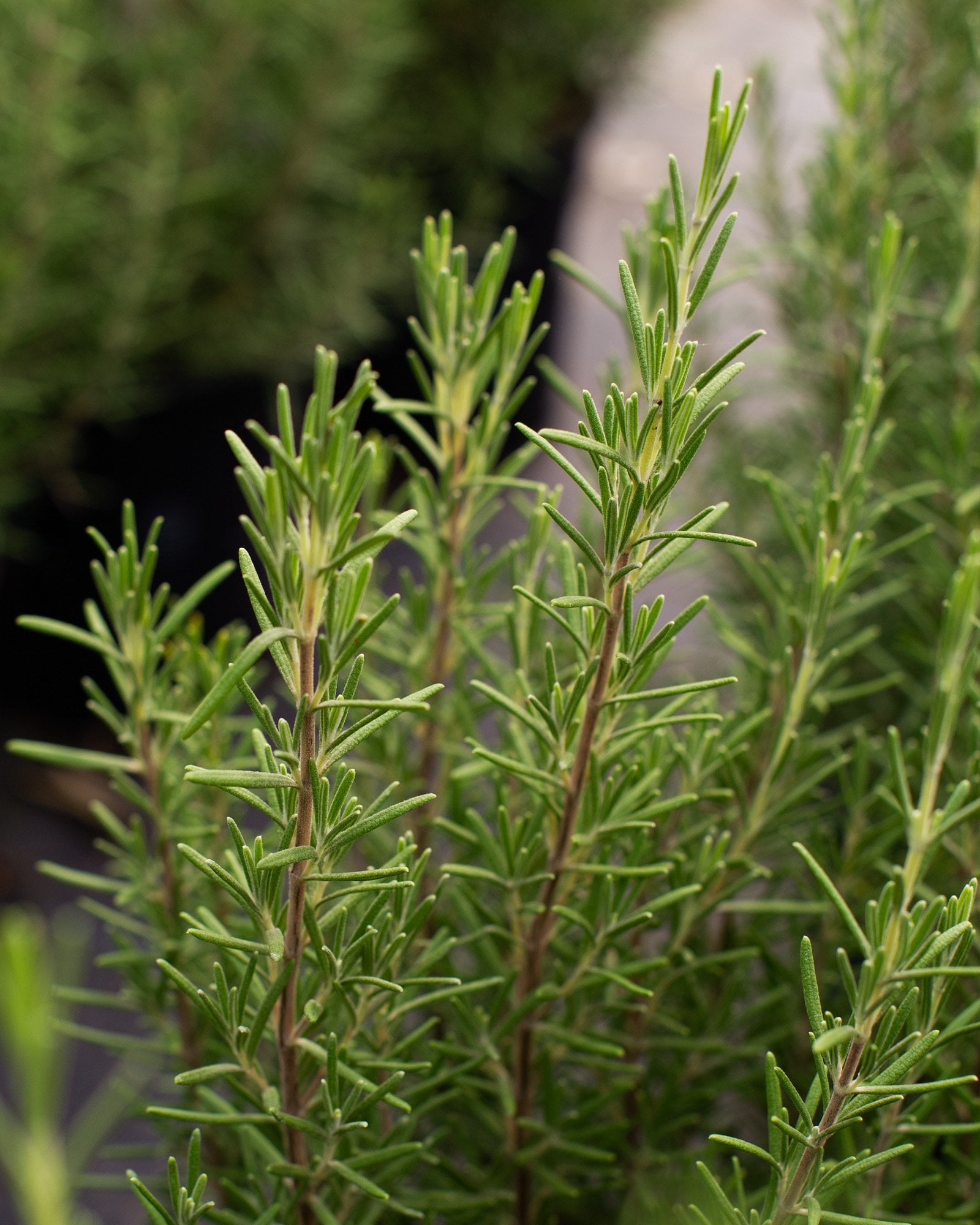 Arp Rosemary | Order Online | Treeland Nursery