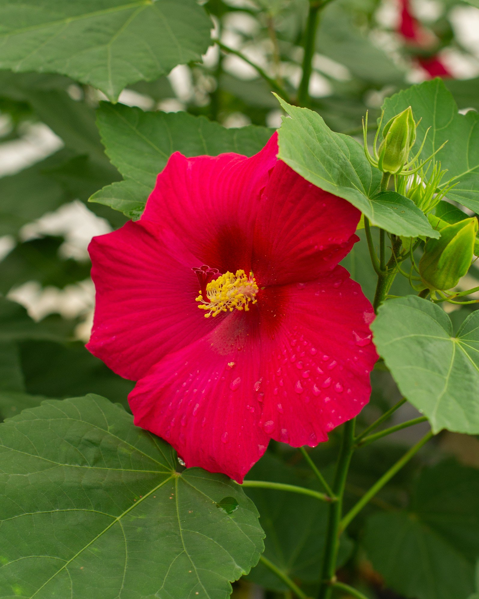 Summerific Cookies and Cream Hardy Hibiscus | Order Online