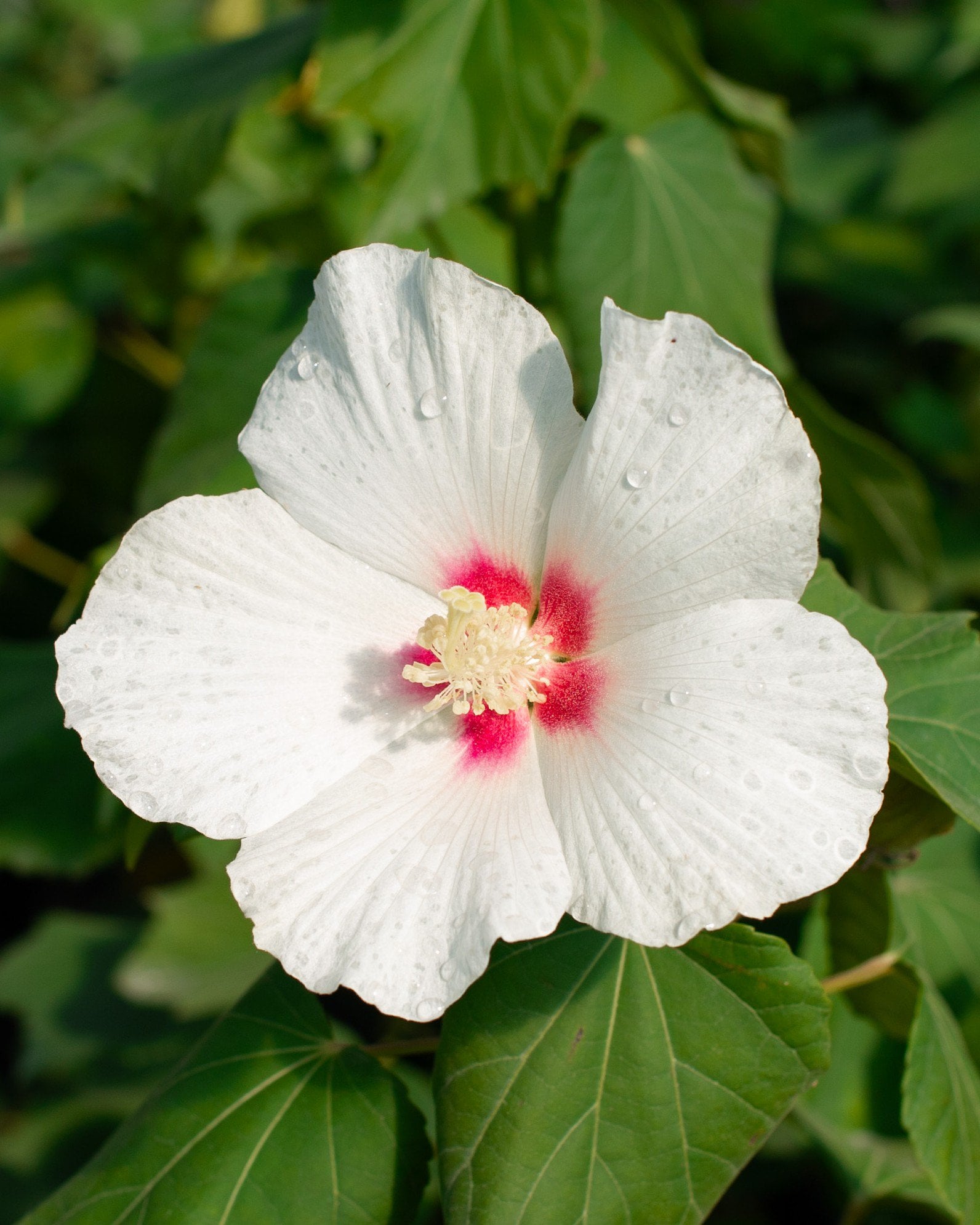 Summerific Spinderella Hardy Hibiscus | Order Online | Treeland