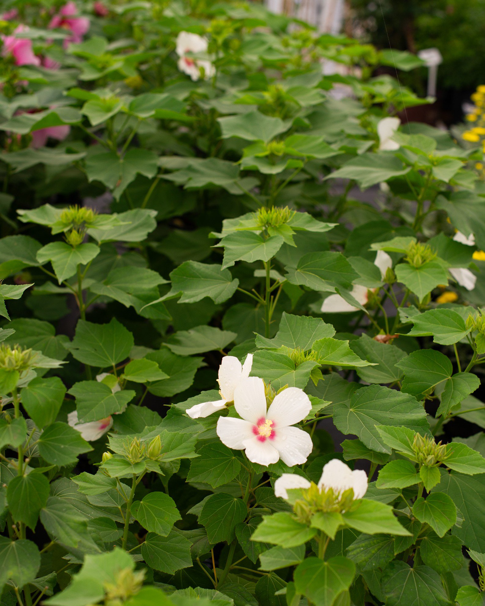 Summerific Spinderella Hardy Hibiscus | Order Online | Treeland