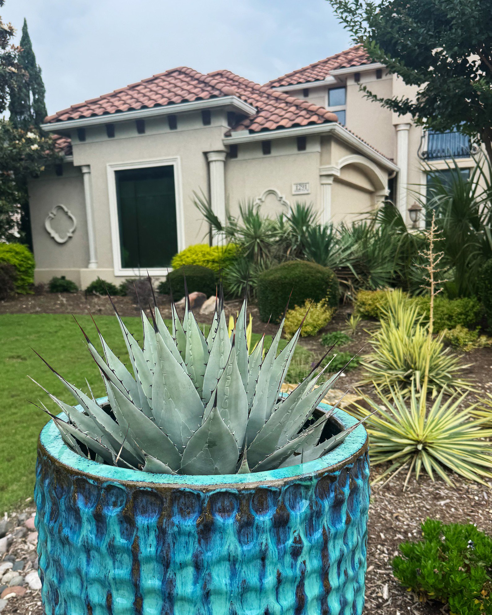 Black-Spined Agave | Order Online | Treeland Nursery