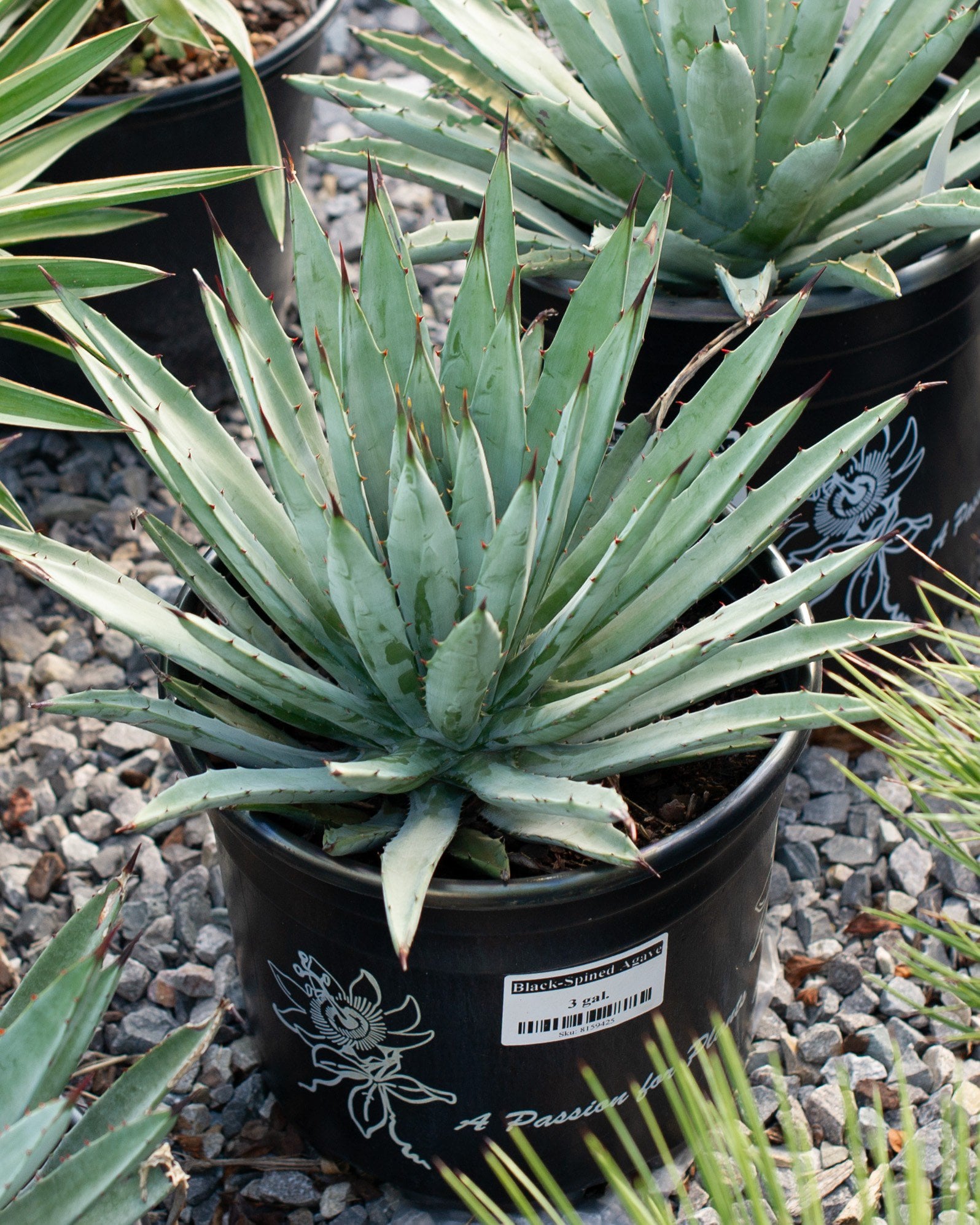 Black-Spined Agave | Order Online | Treeland Nursery