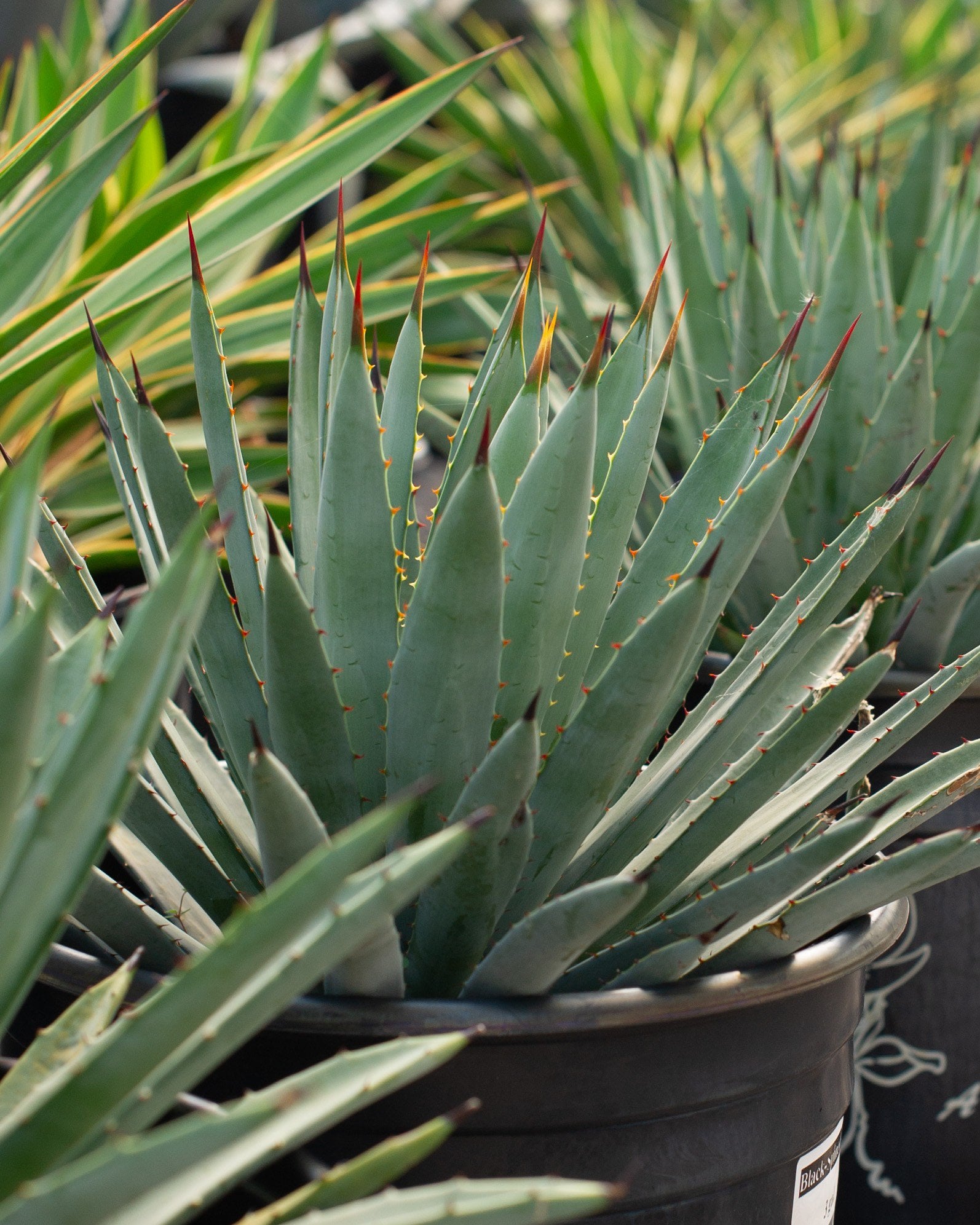 Black-Spined Agave | Order Online | Treeland Nursery