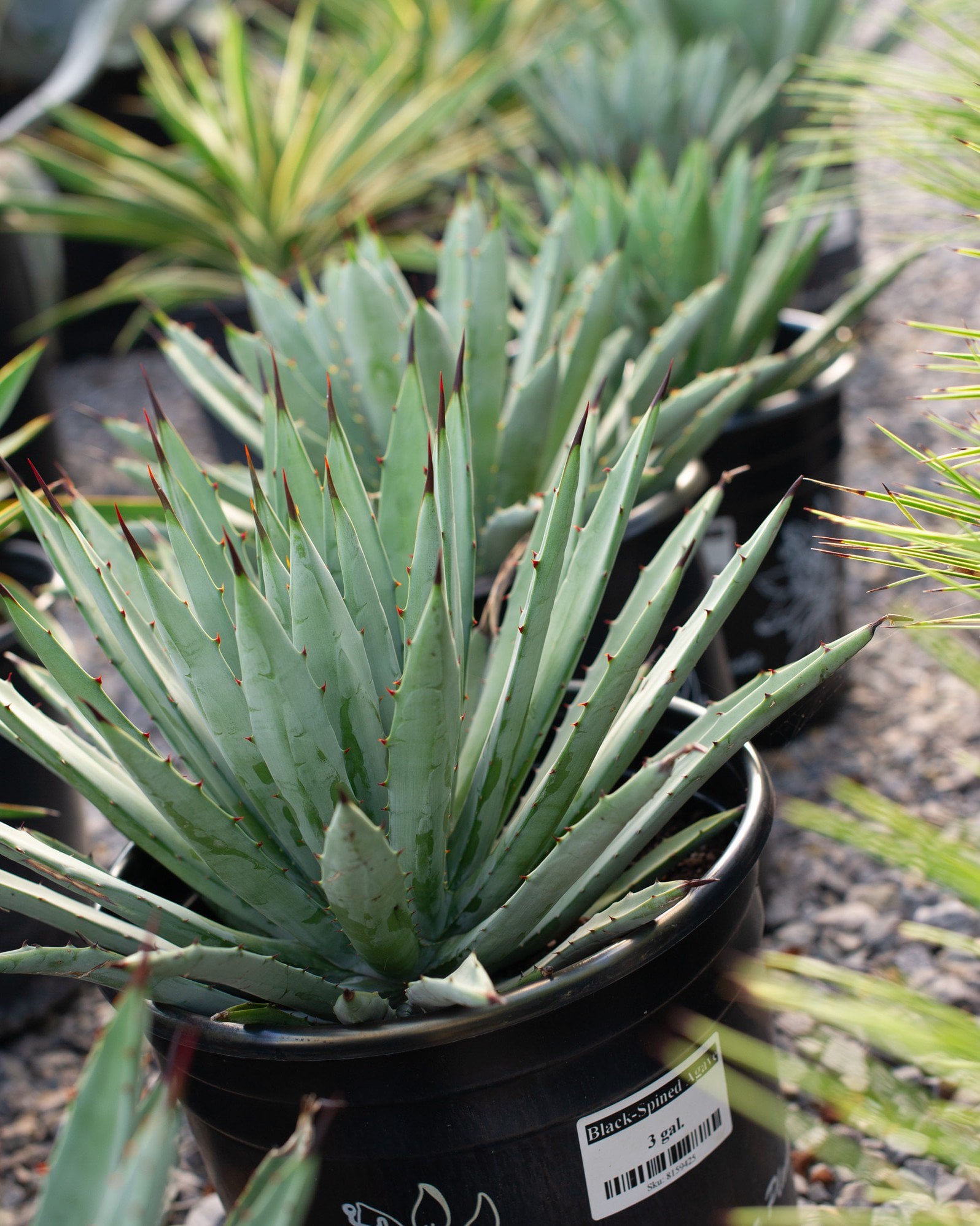 Black-Spined Agave | Order Online | Treeland Nursery