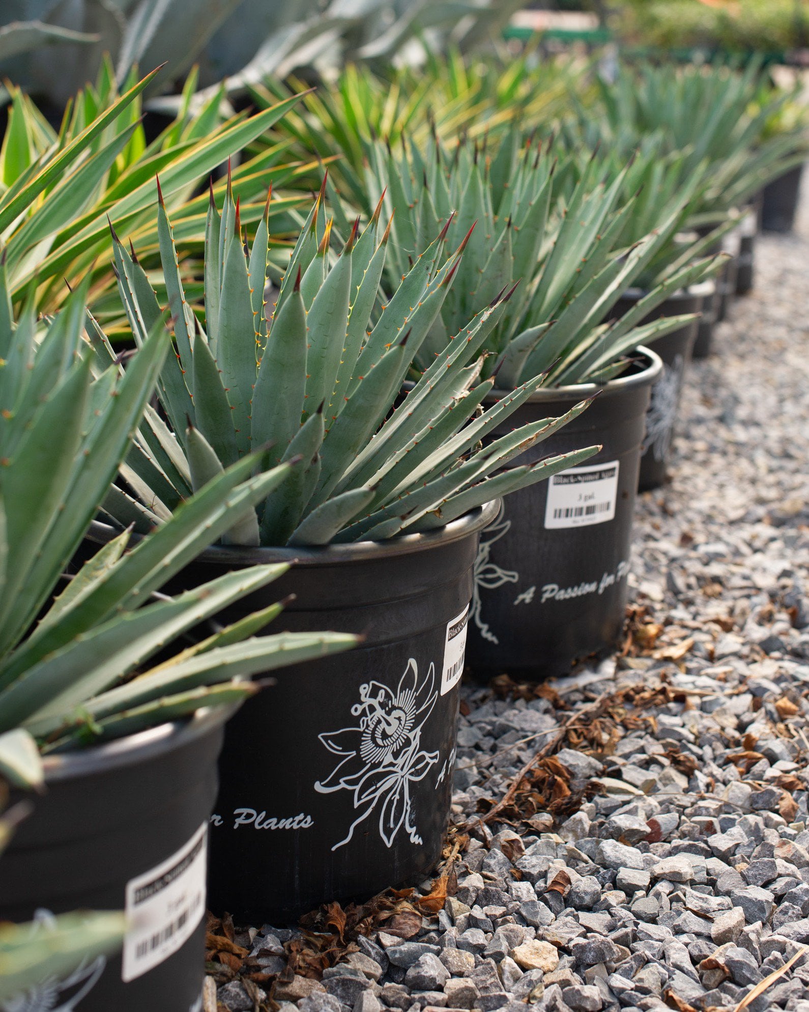 Black-Spined Agave | Order Online | Treeland Nursery