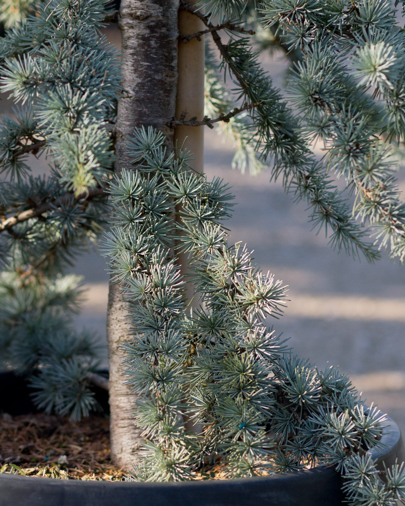 Blue Atlas Cedar 'Glauca' | Order Online | Treeland Nursery