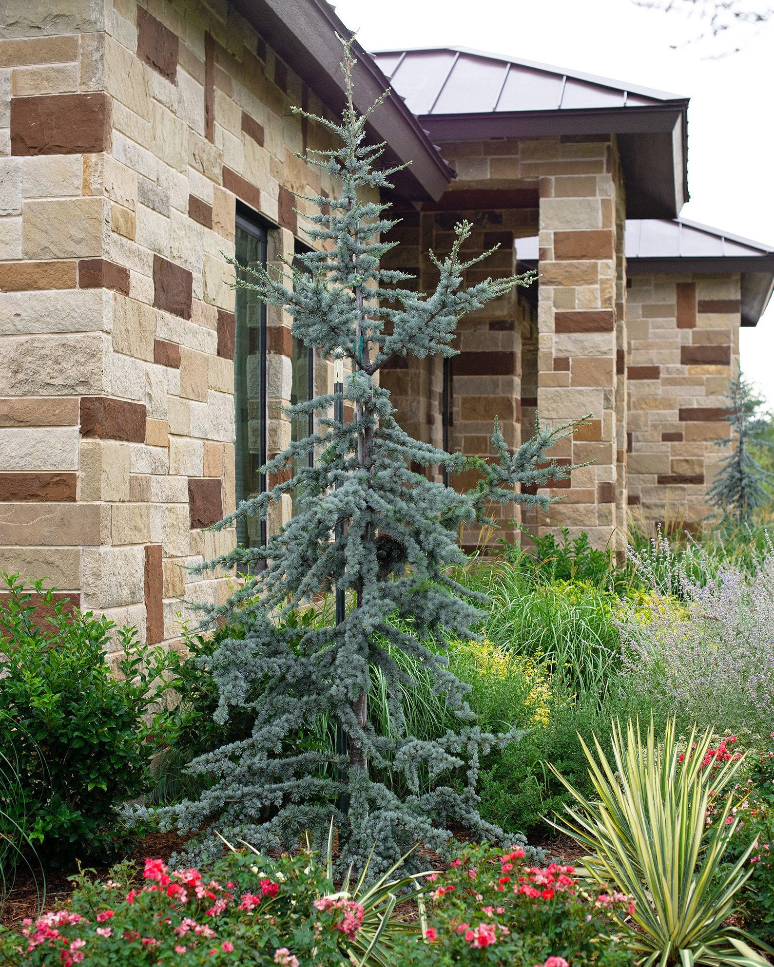 Blue Atlas Cedar 'Glauca' | Order Online | Treeland Nursery