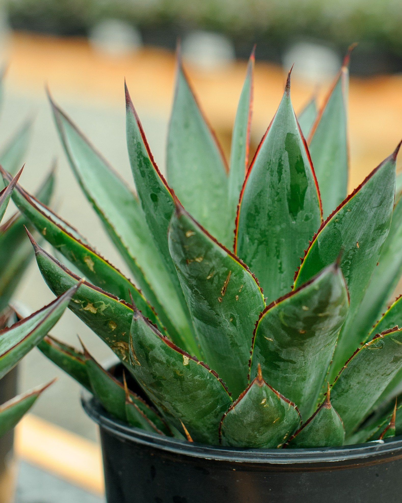 Green Goblet Agave | Order Online | Treeland Nursery