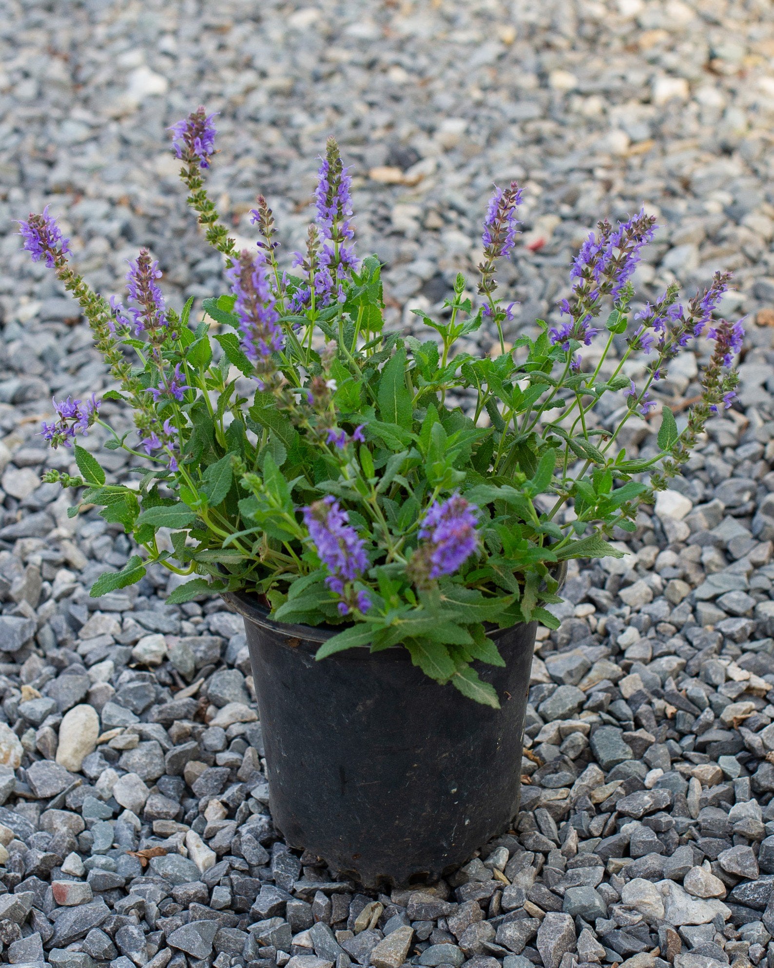 Cool Violet Salvia | Order Online | Treeland Nursery