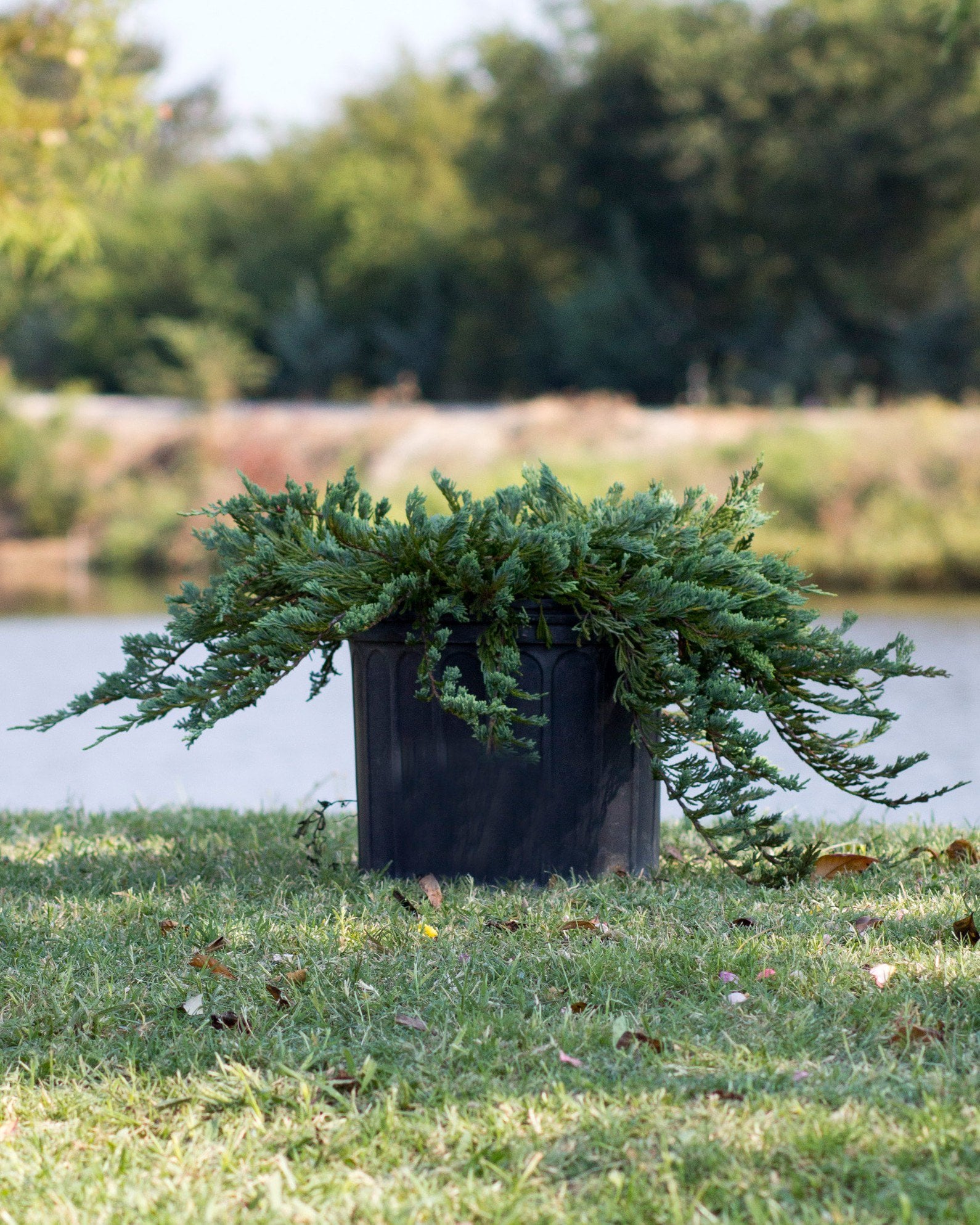 Blue Rug Juniper | Order Online | Treeland Nursery