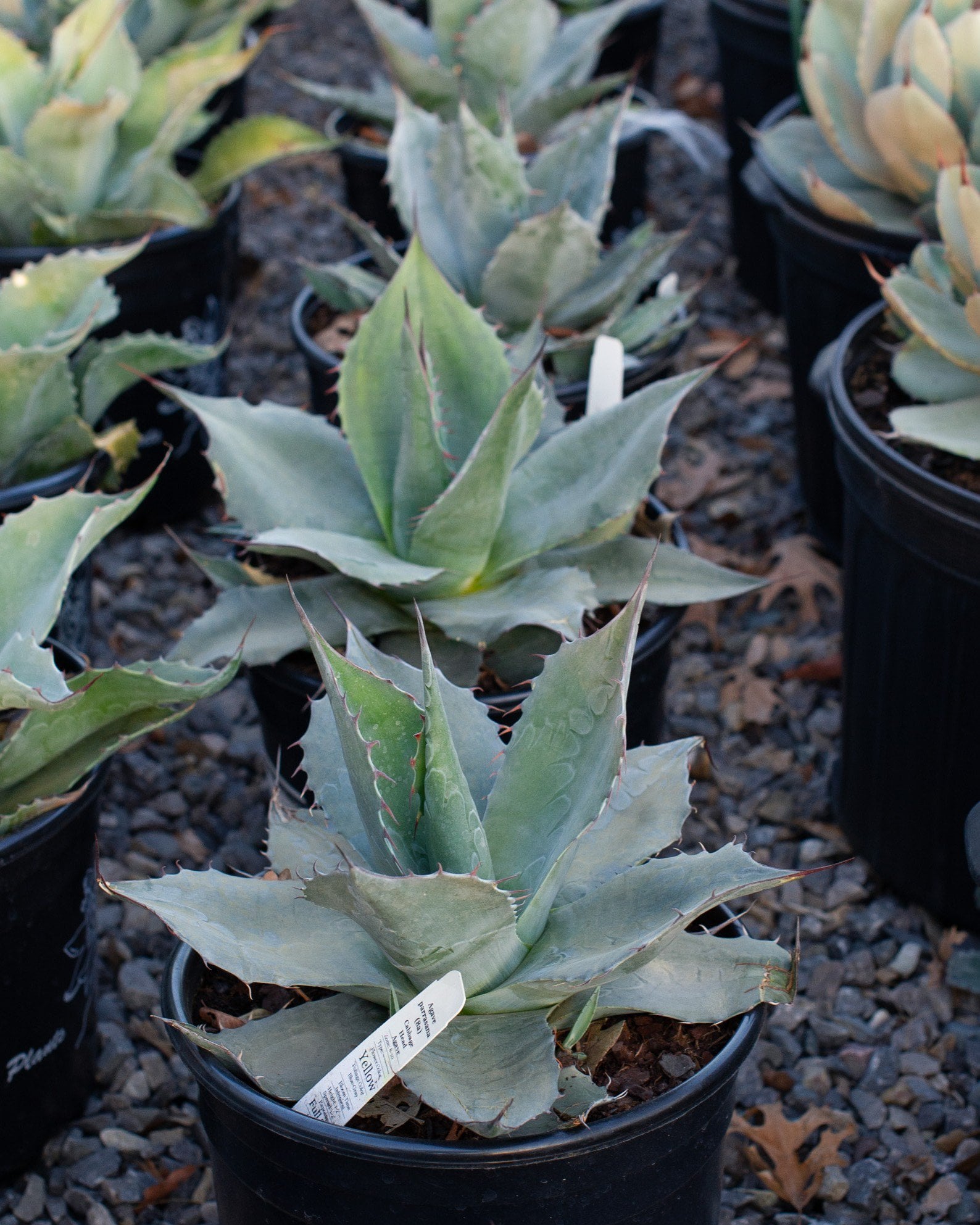 Blue Glow Agave | Order Online | Treeland Nursery