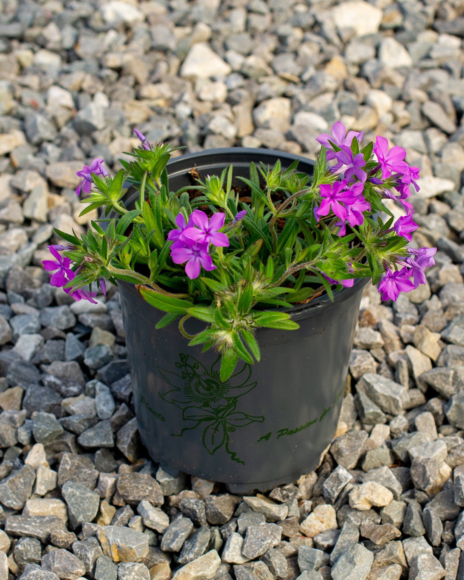 Candy Cloud Dark Pink Phlox | Order Online | Treeland Nursery