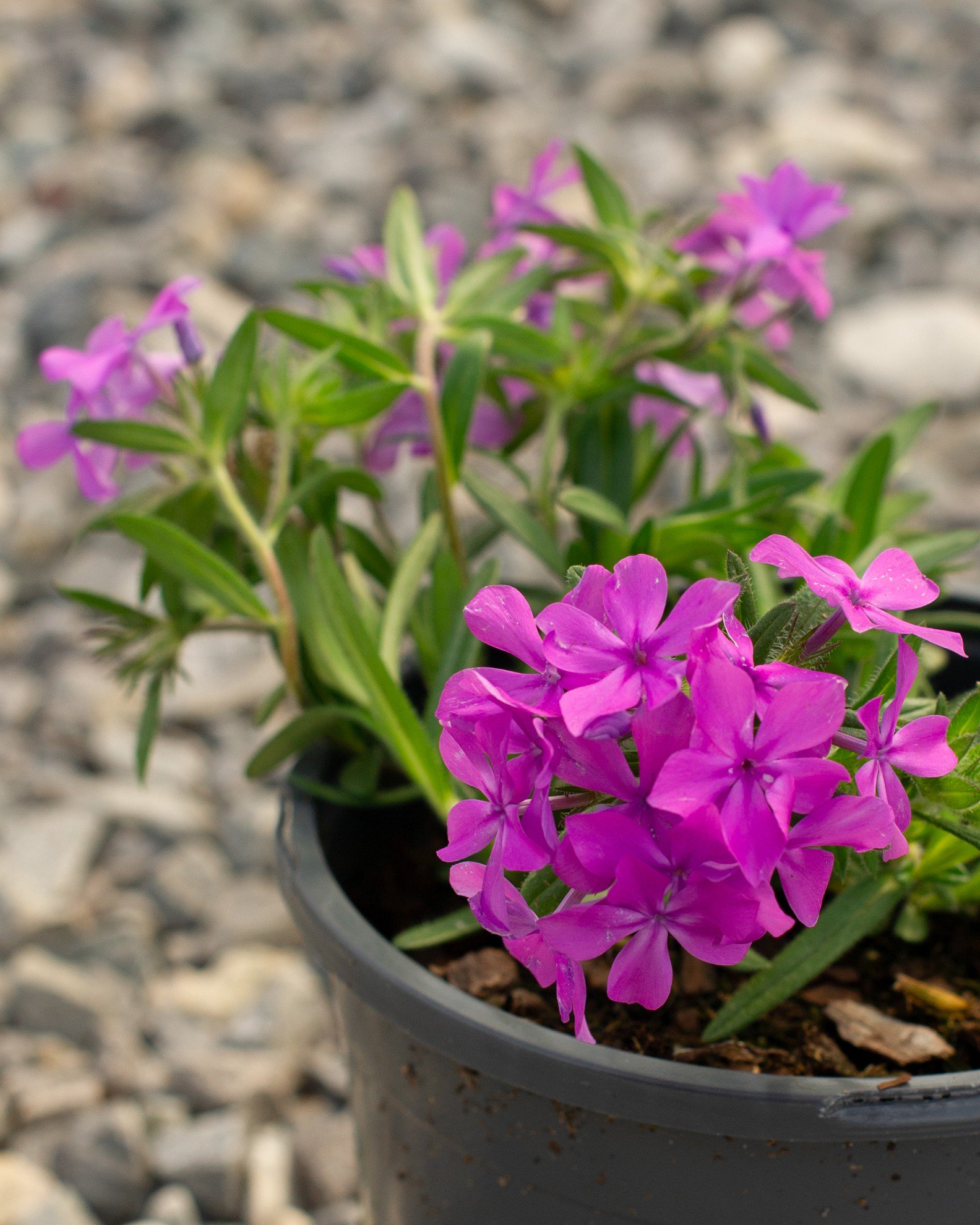 Candy Cloud Dark Pink Phlox | Order Online | Treeland Nursery