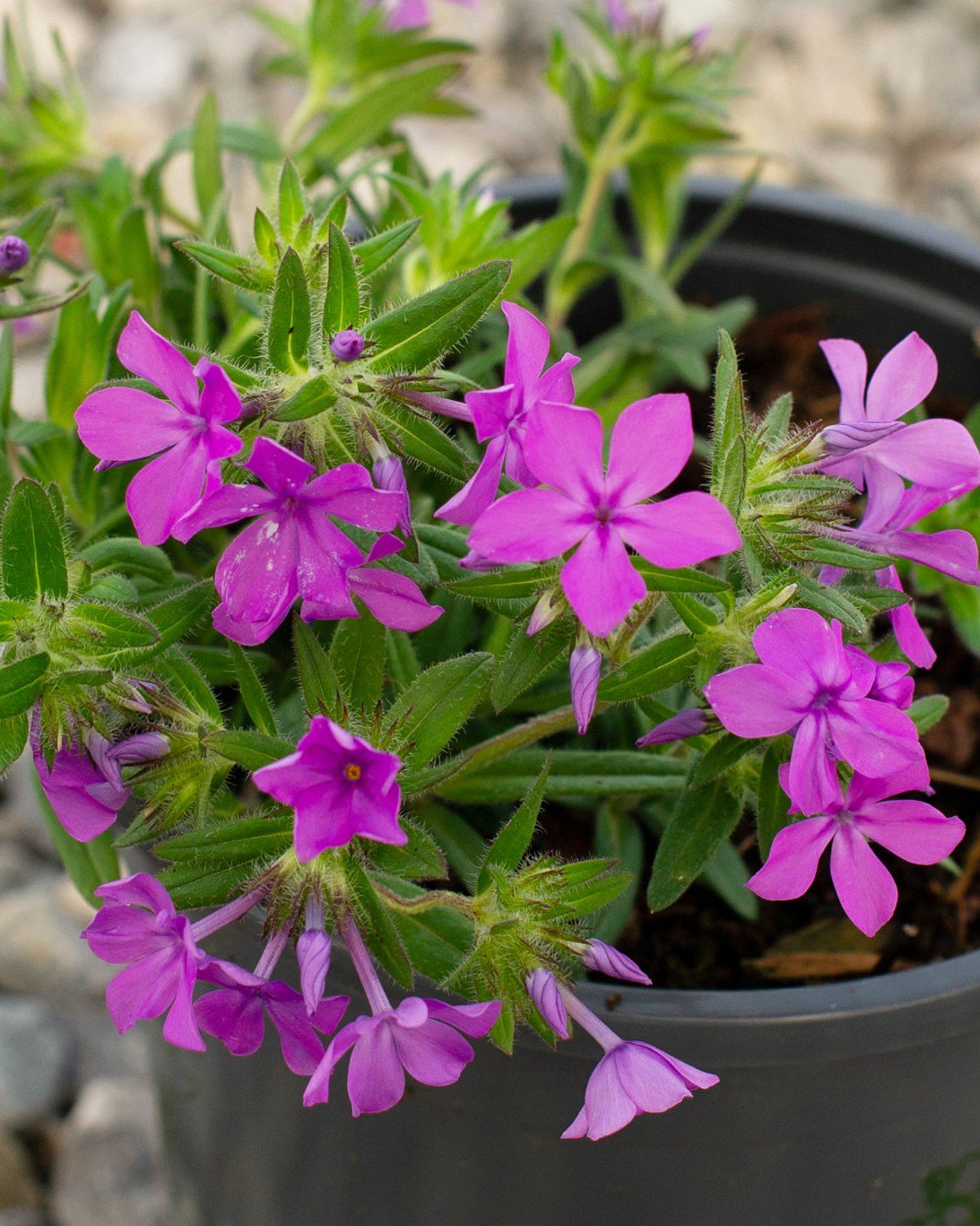 Candy Cloud Dark Pink Phlox | Order Online | Treeland Nursery