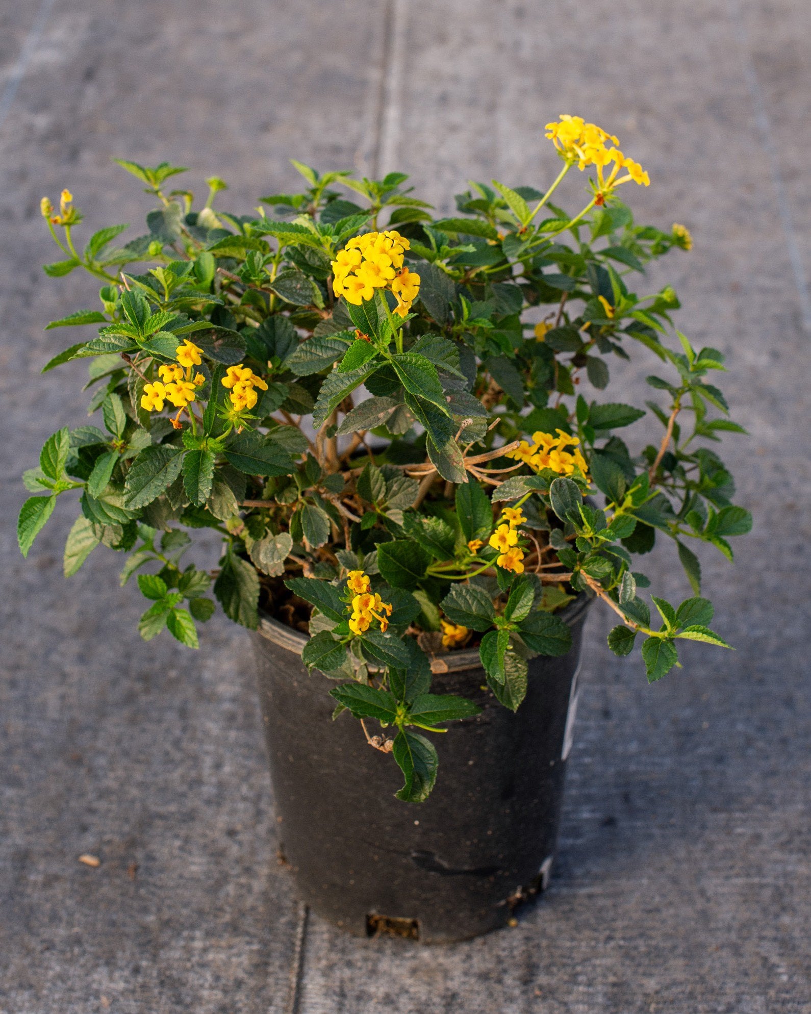 Chapel Hill Yellow Lantana | Order Online | Treeland Nursery