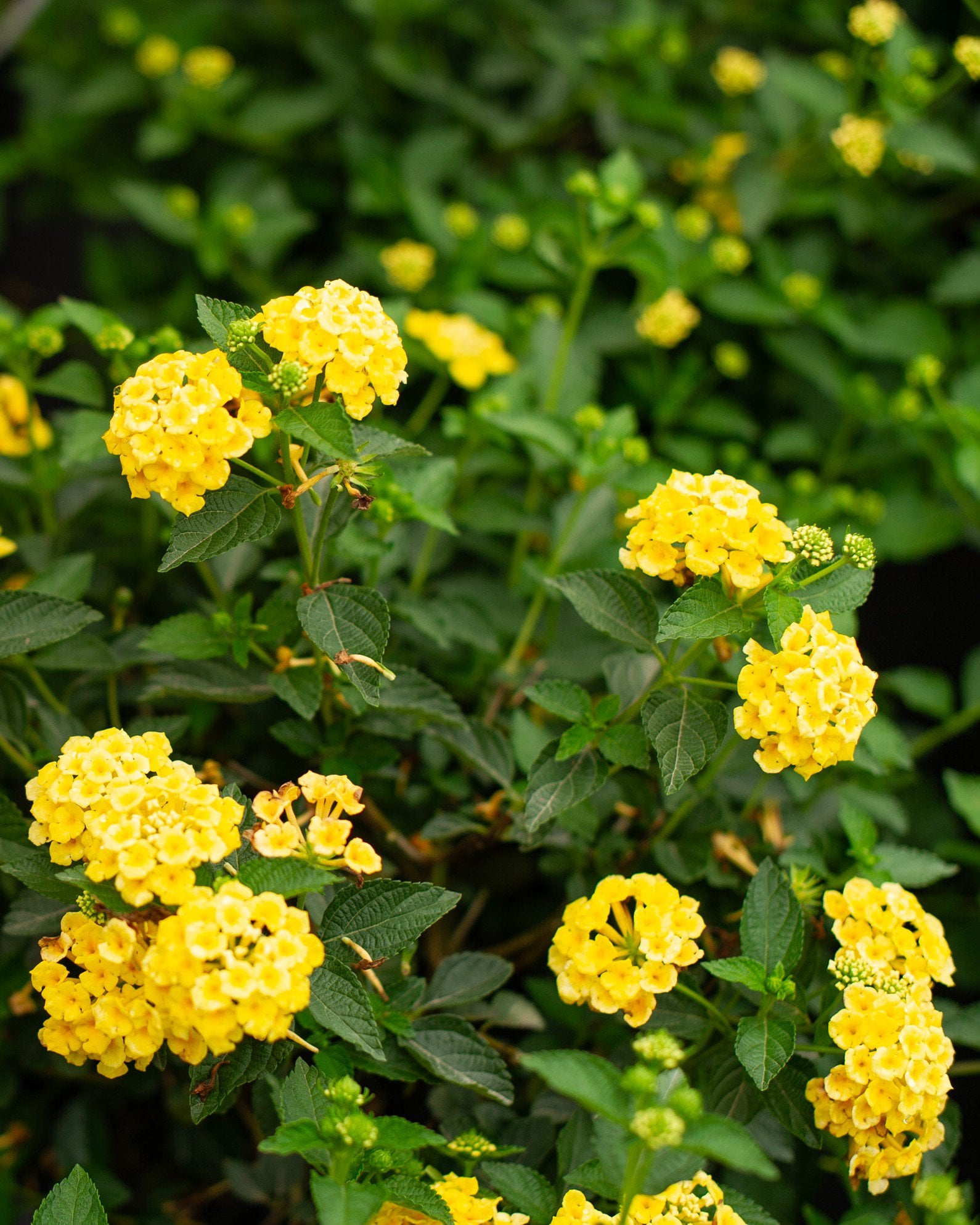 Chapel Hill Yellow Lantana | Order Online | Treeland Nursery