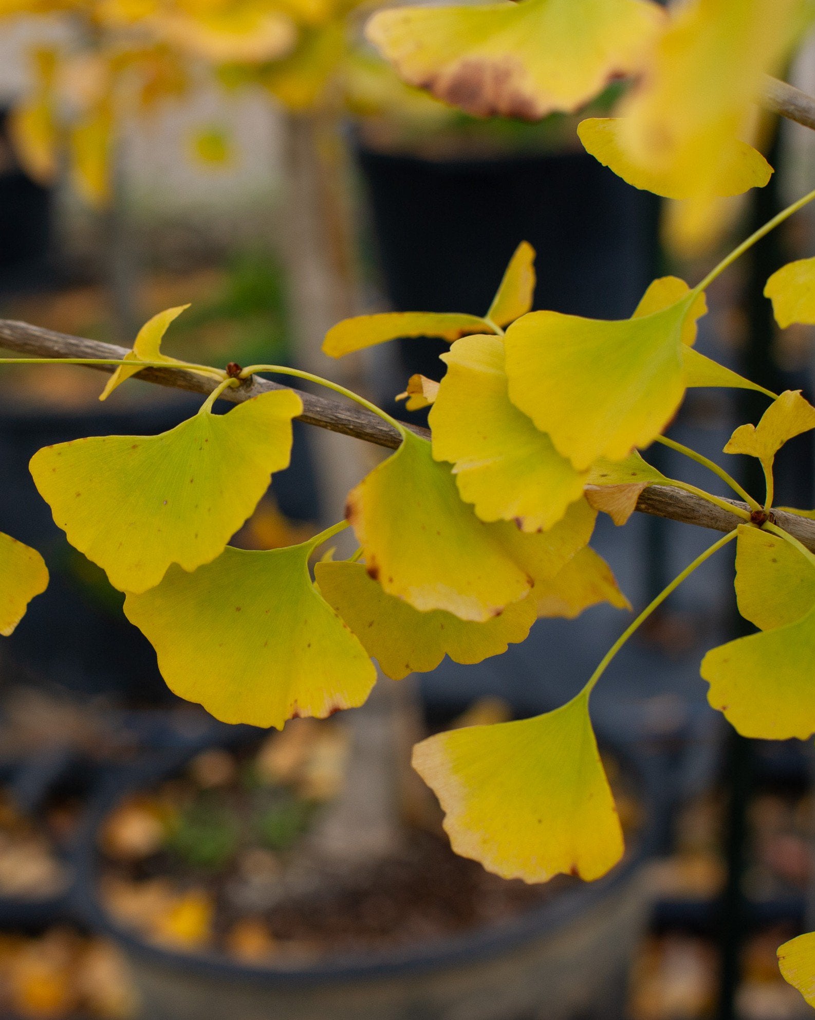Chi Chi Ginkgo | Order Online | Treeland Nursery